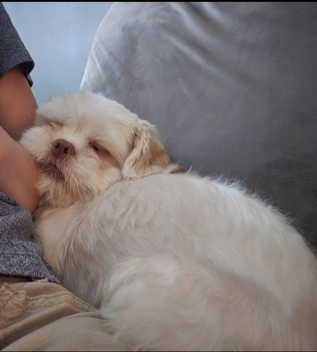 Sara, Adopted, Adult Female Shih Tzu.