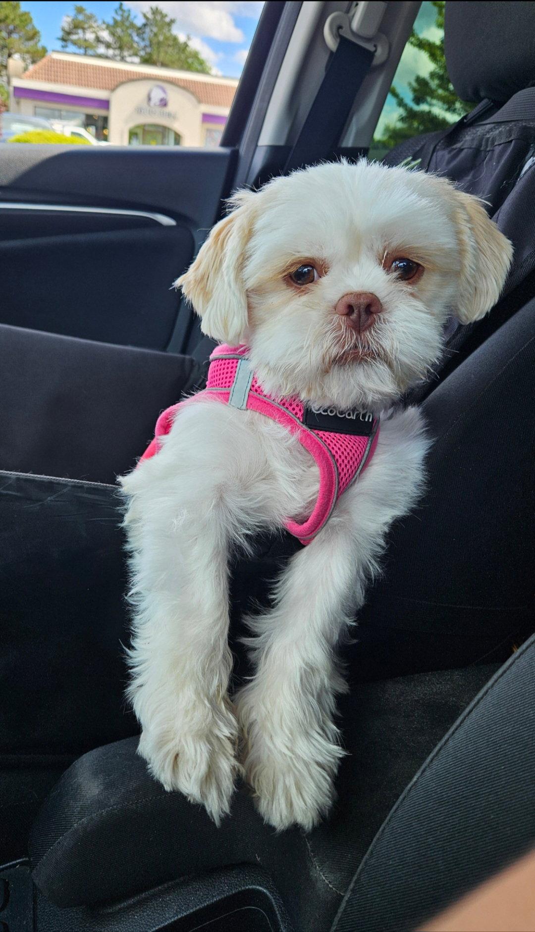 Sara, a Adopted Shih Tzu in London, ON image 2/3