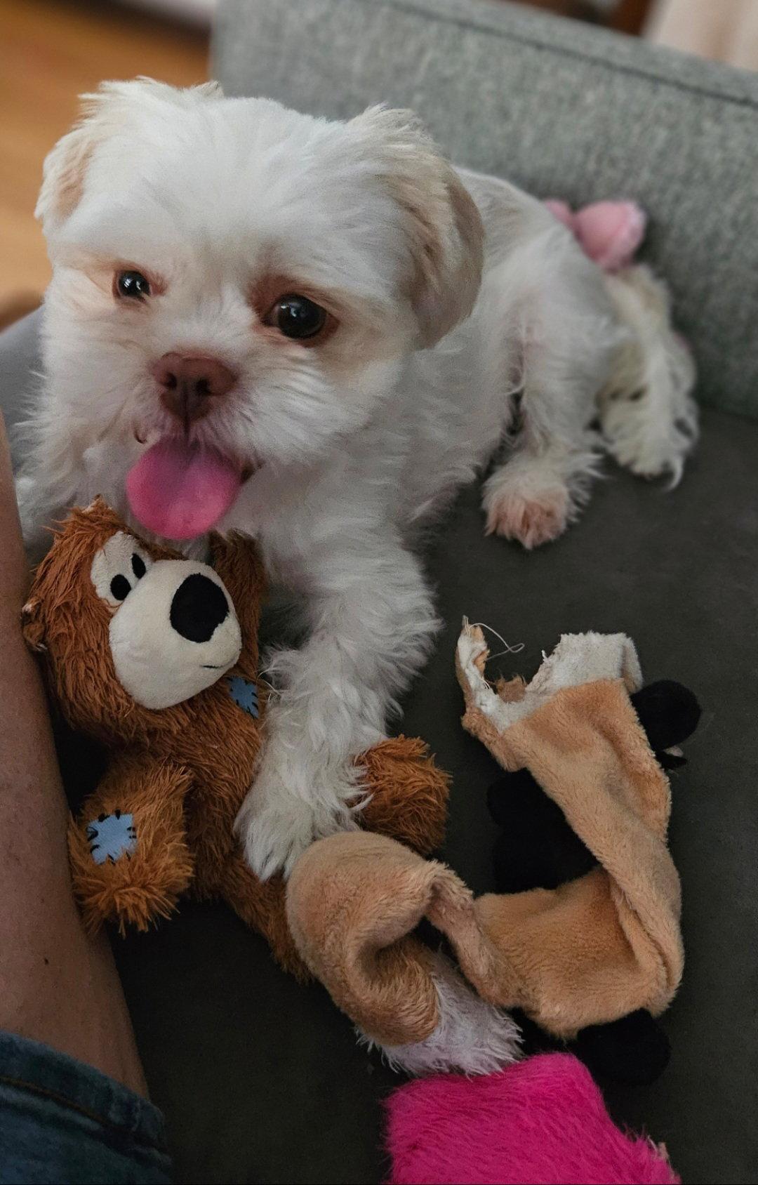 Sara, a Adopted Shih Tzu in London, ON image 3/3