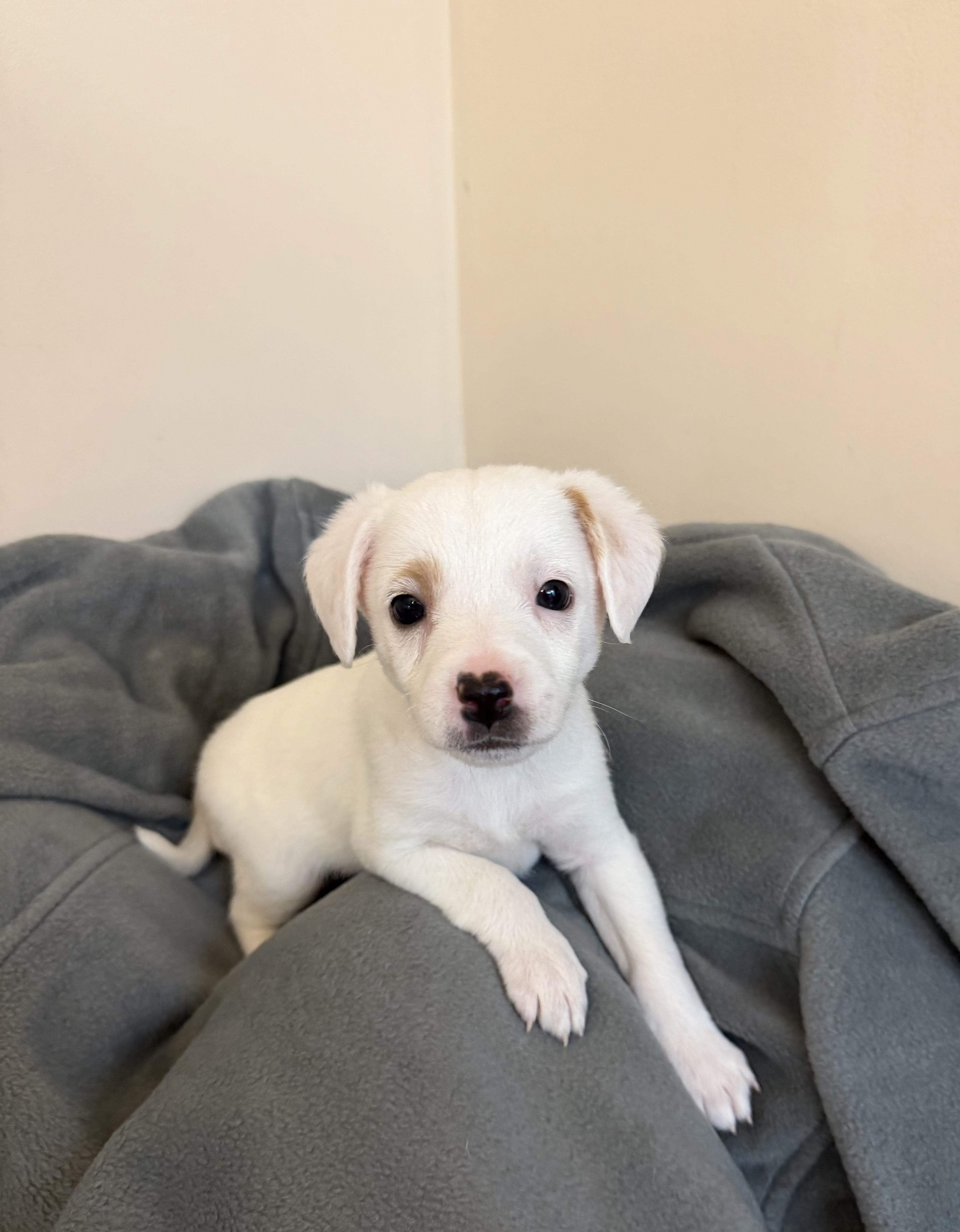 Wink, Adoptable, Puppy Male Dachshund & Chihuahua.