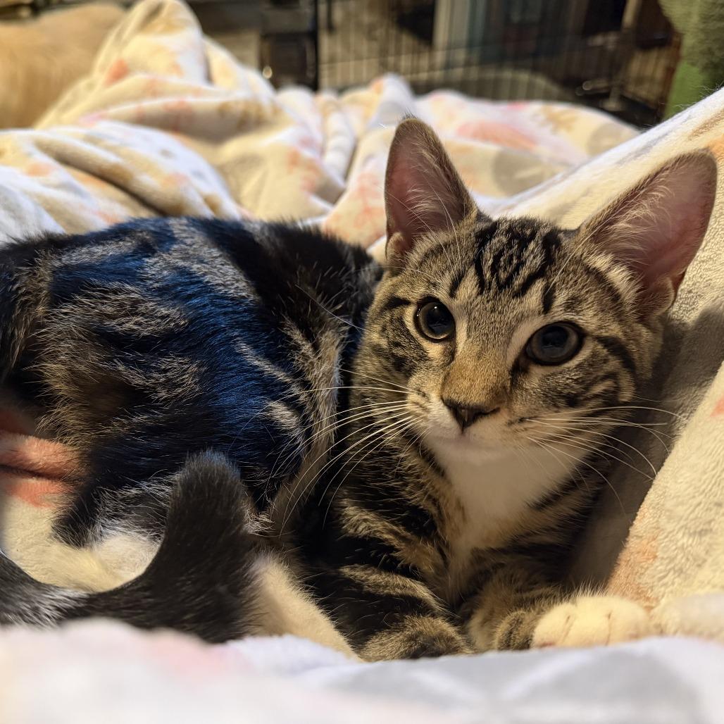 Atlas, Adoptable, Young Male American Shorthair.