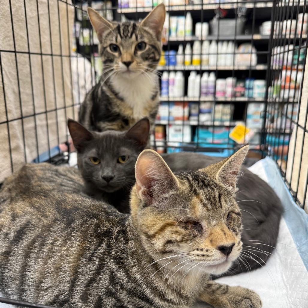 Enlarge Atlas, a Adoptable American Shorthair in Hillsborough, NC image 3/3