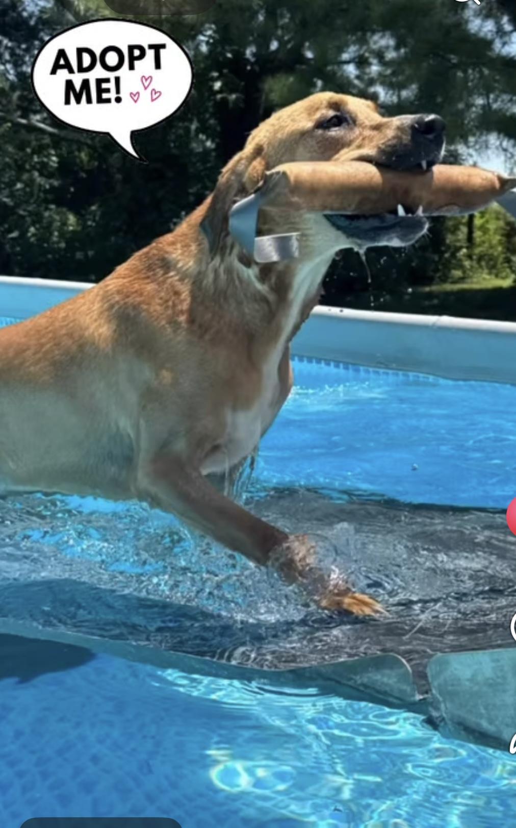 Toben, a Adoptable mixed breed in Woodlawn, TN image 3/6