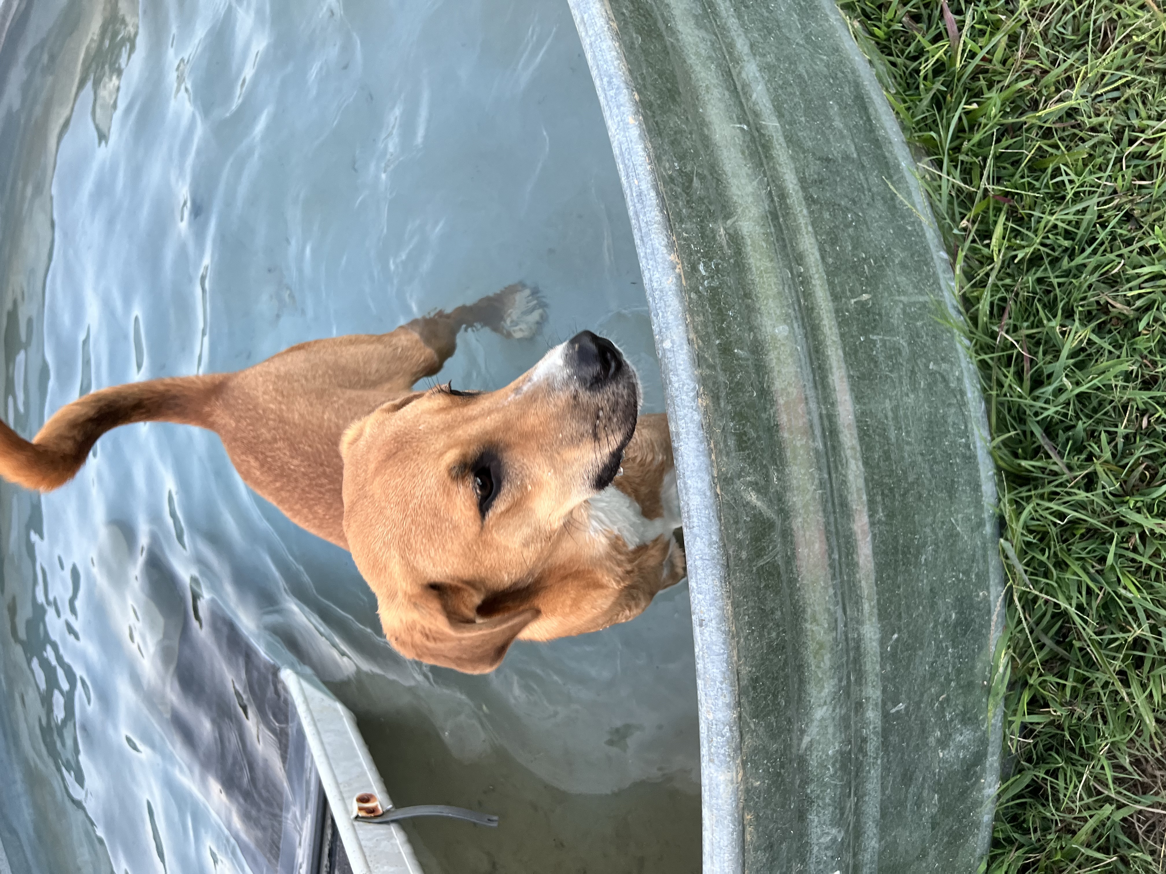 Toben, a Adoptable mixed breed in Woodlawn, TN image 6/6