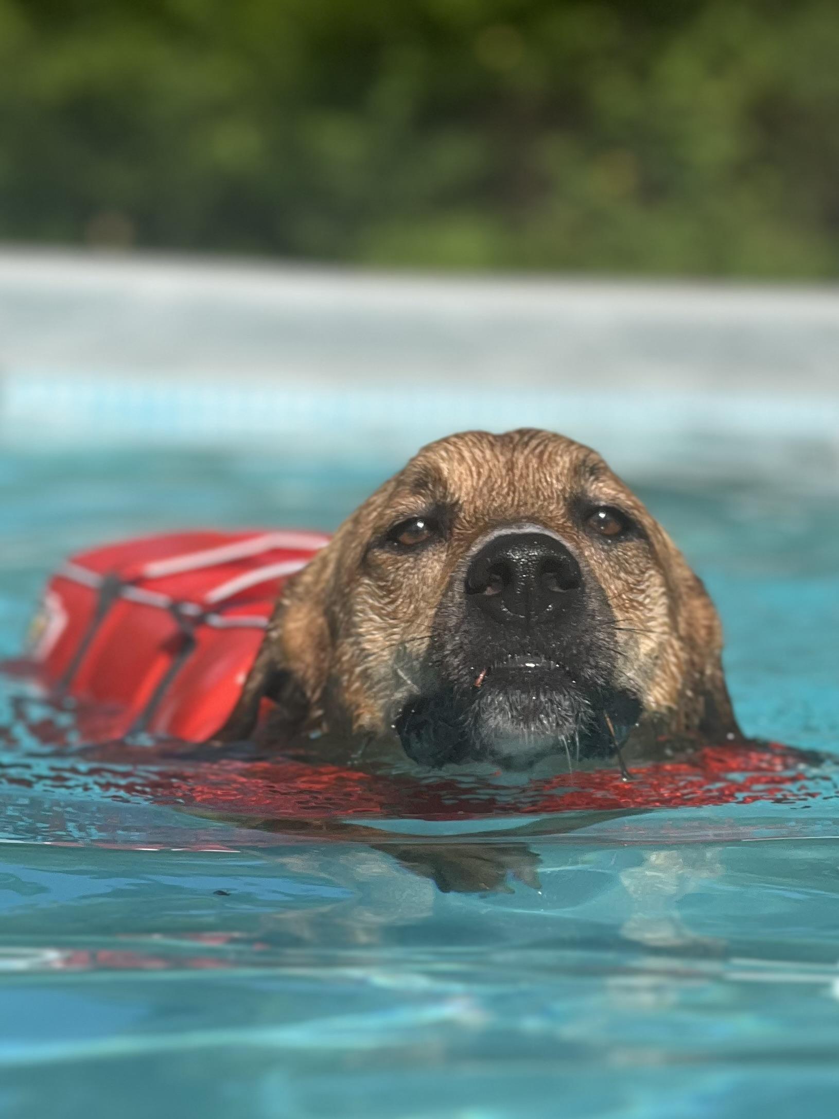 Toben, Adoptable, Young Male Hound.