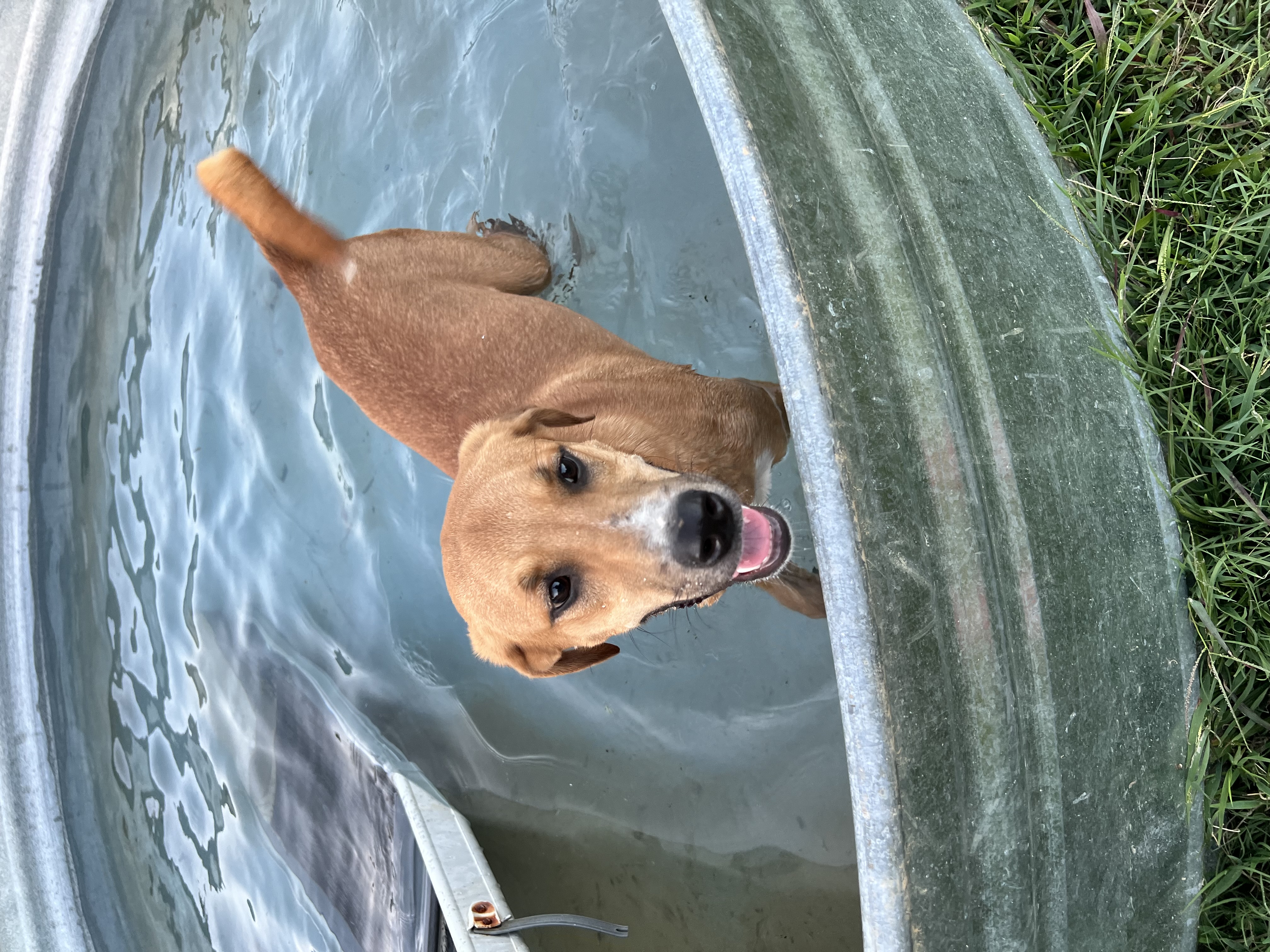 Toben, a Adoptable mixed breed in Woodlawn, TN image 5/6