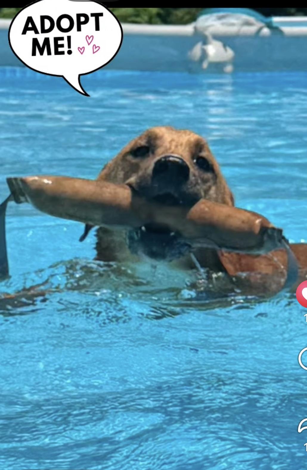 Toben, a Adoptable mixed breed in Woodlawn, TN image 4/6