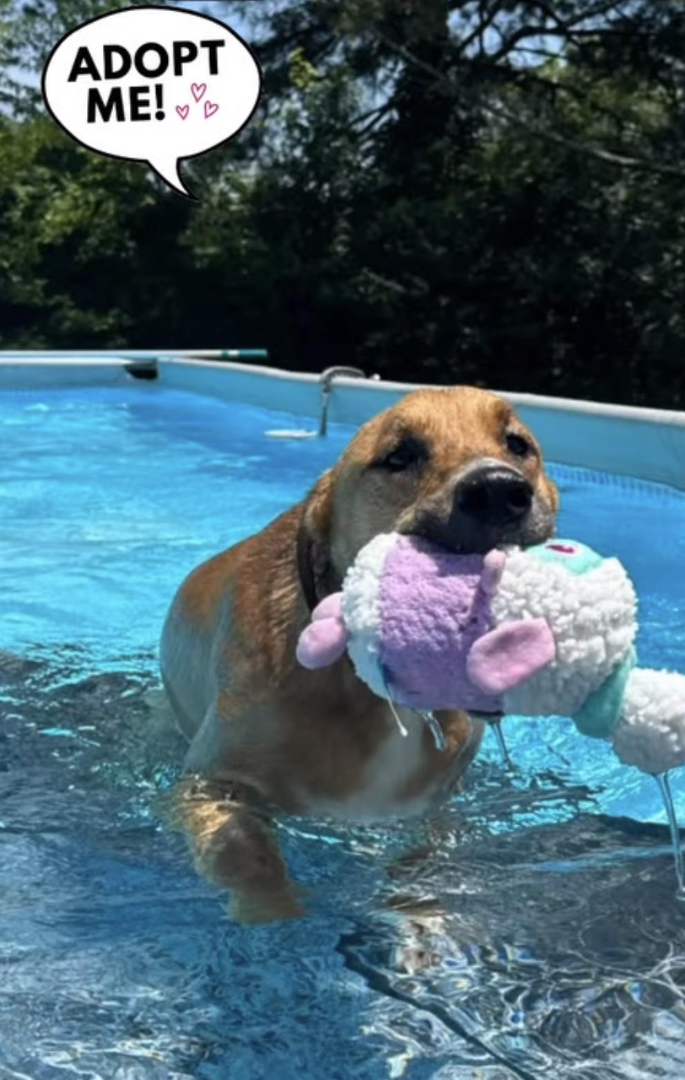 Toben, Adoptable, Young Male Hound.