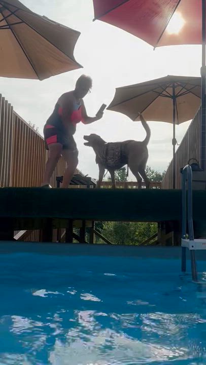 Enlarge Toben, a Adoptable mixed breed in Woodlawn, TN video 2/6