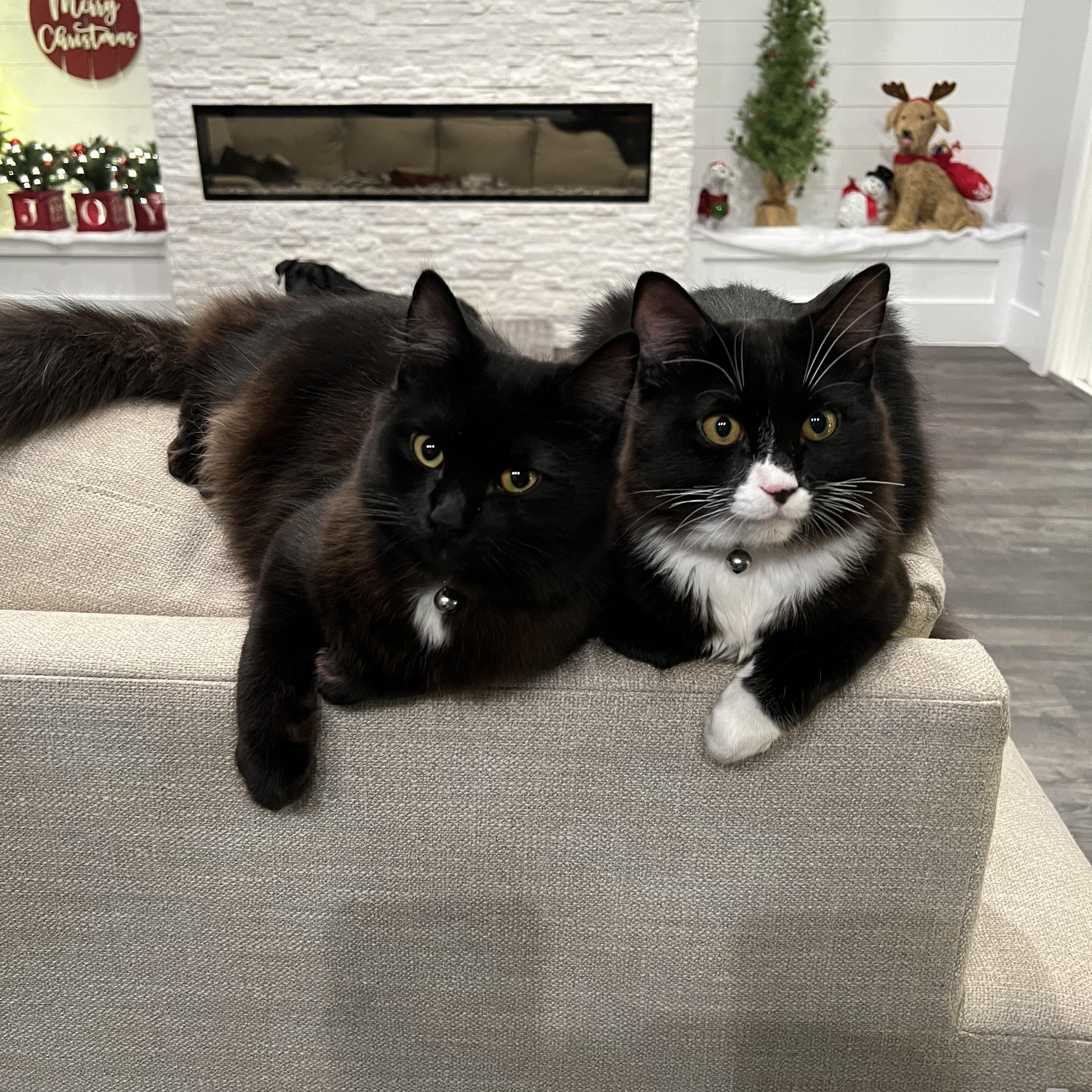 Jesse and Jeremy, ADOPTABLE, Kitten Male Turkish Angora.