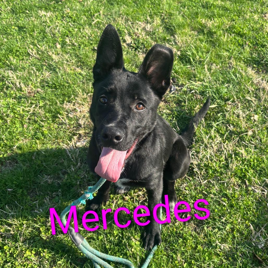 Enlarge Mercedes, a Adoptable mixed breed in Elwood, IN image 1/1