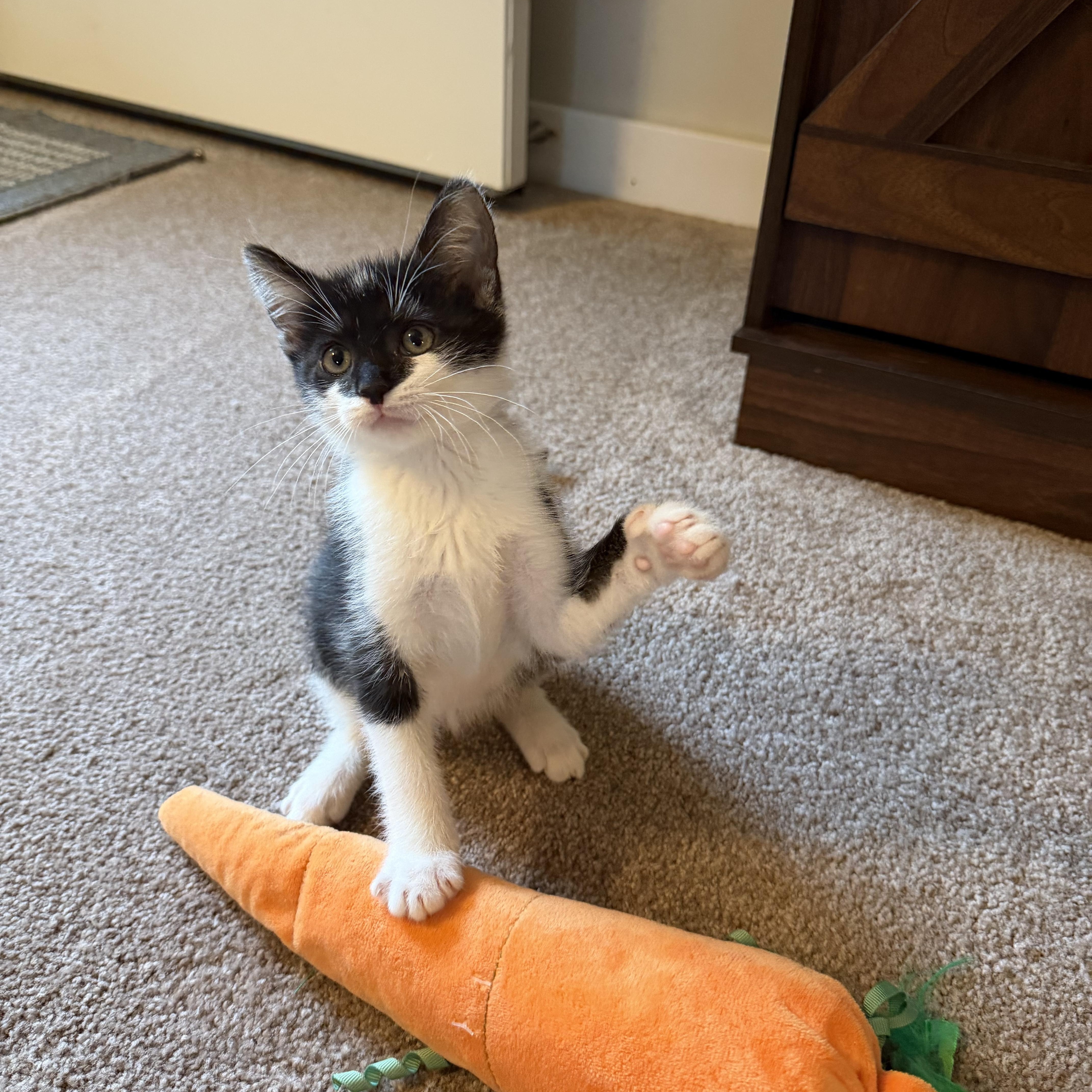 Enlarge Taco, an adopted Domestic Short Hair in Lacona, NY image 2/4