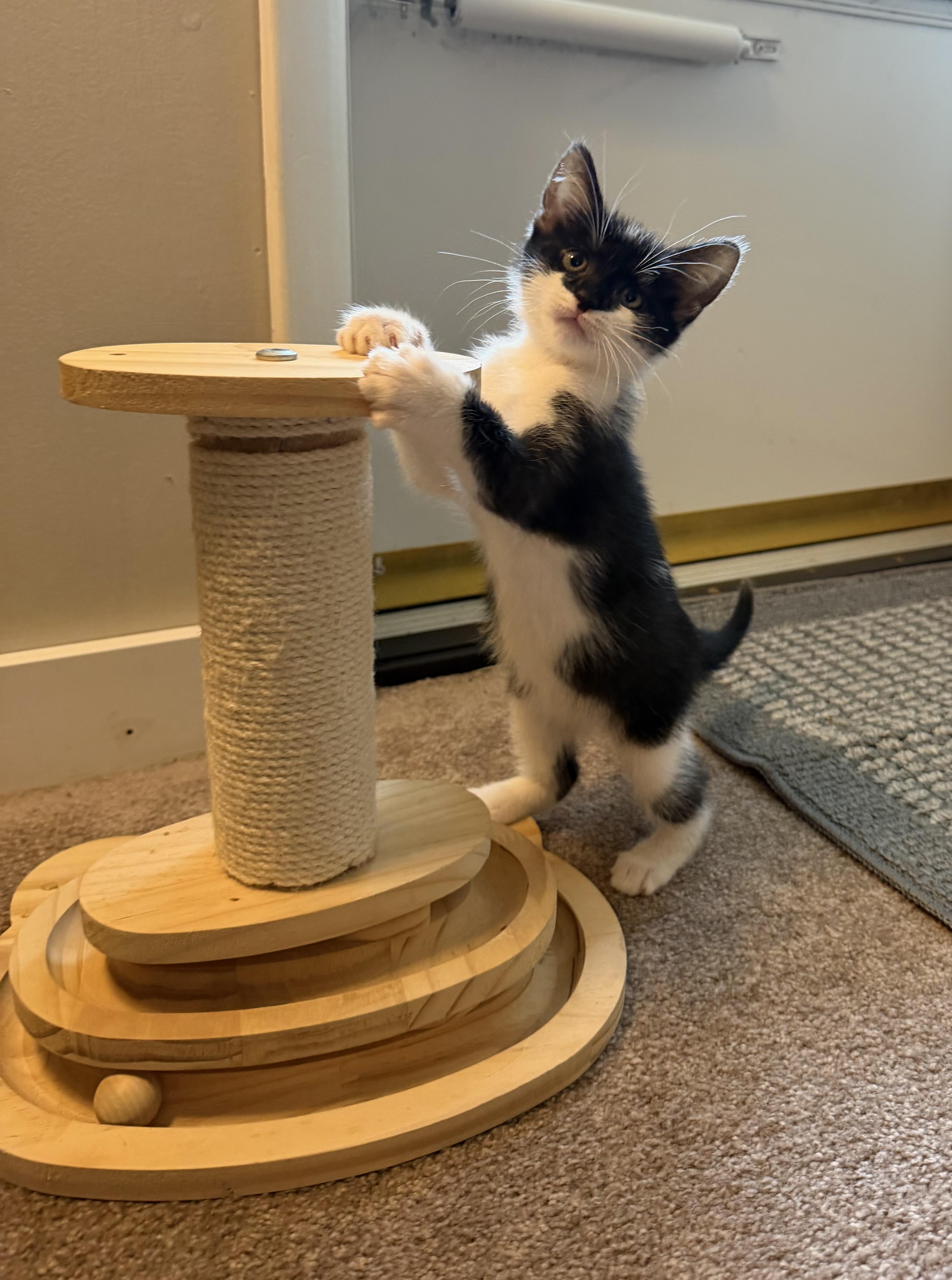 Enlarge Taco, an adopted Domestic Short Hair in Lacona, NY image 3/4