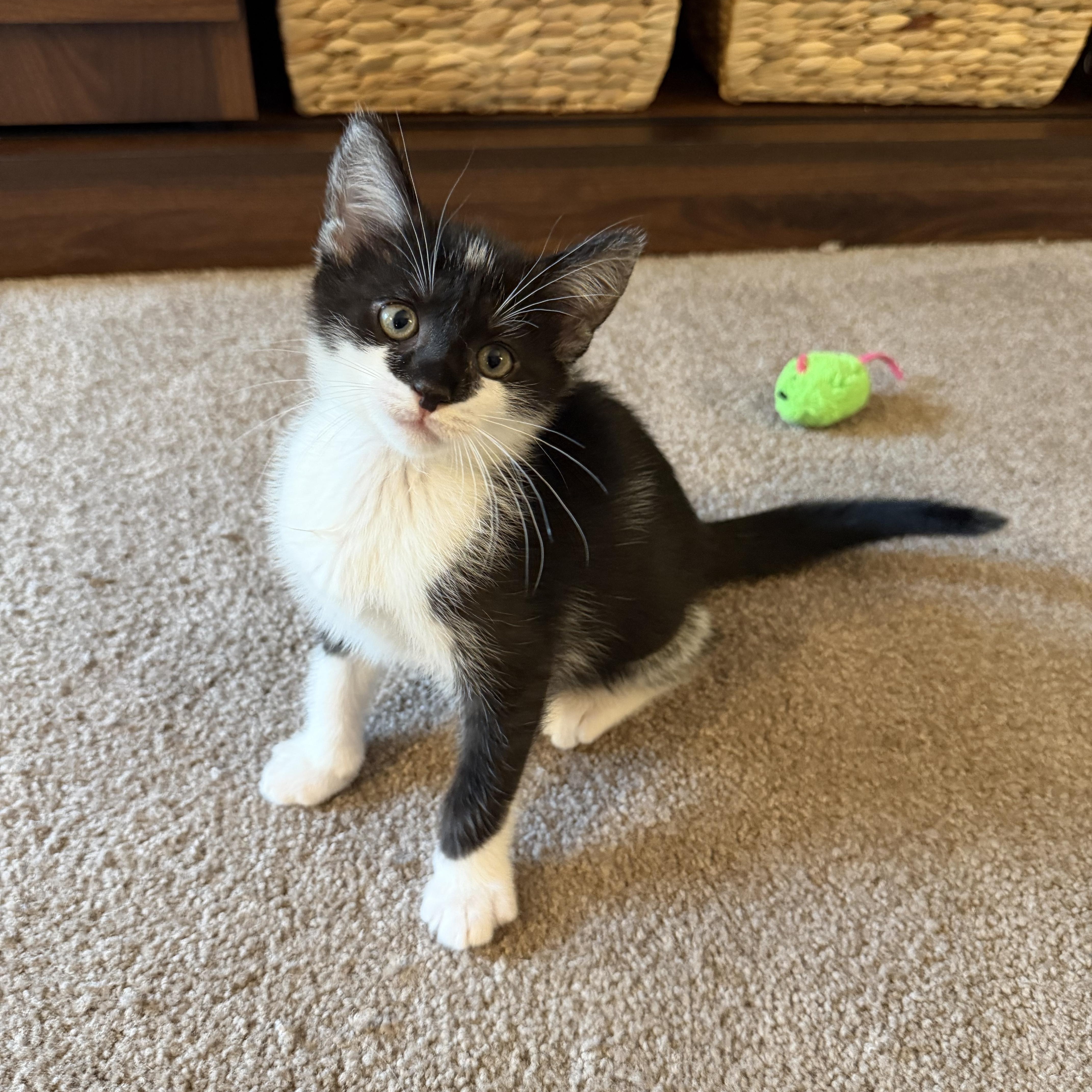Enlarge Taco, an adopted Domestic Short Hair in Lacona, NY image 1/4