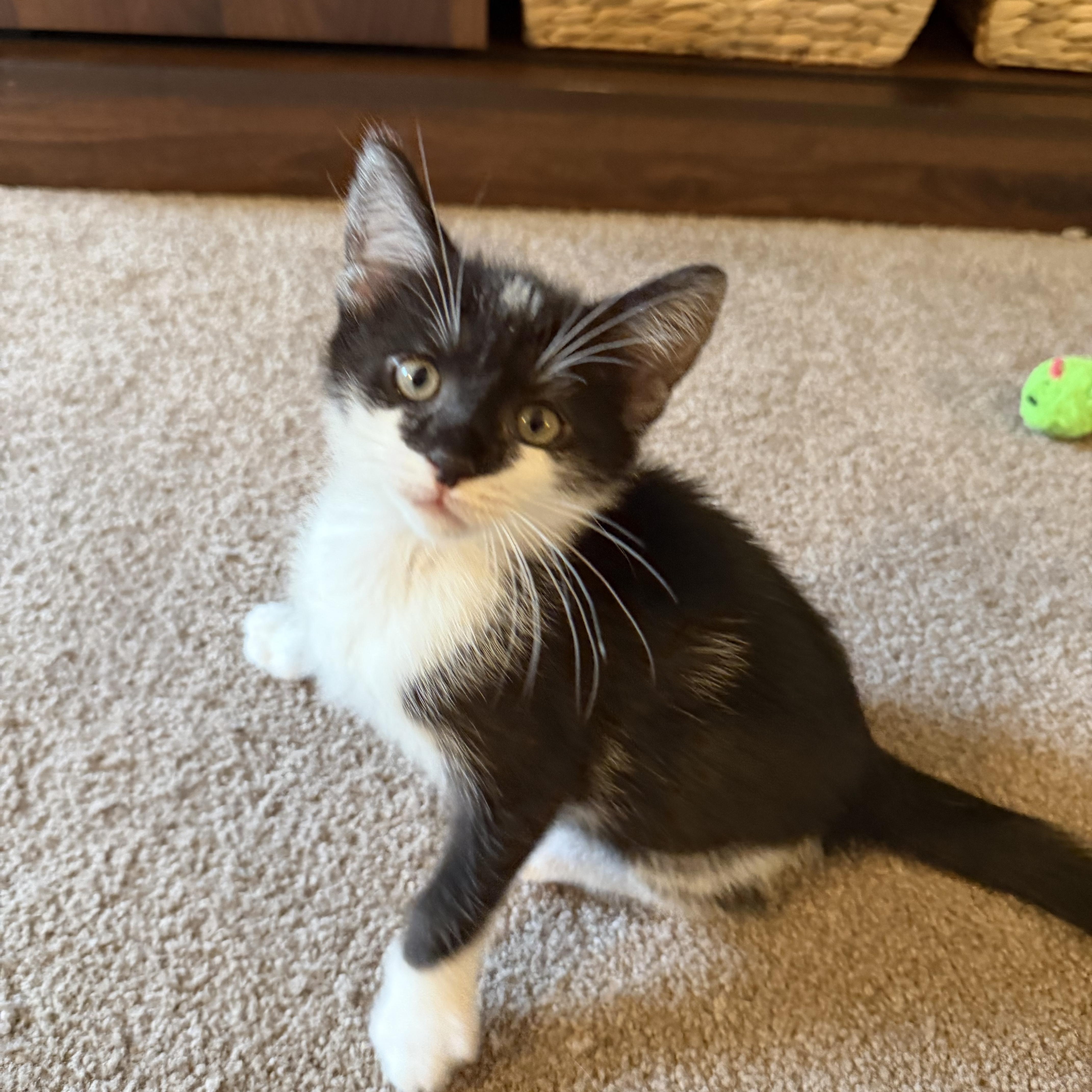 Enlarge Taco, an adopted Domestic Short Hair in Lacona, NY image 4/4