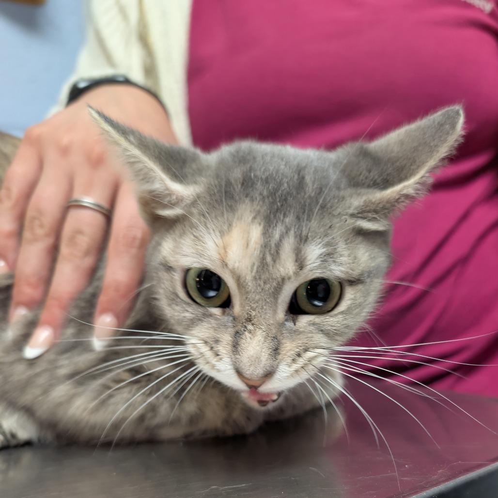 Alabama, a Adoptable Domestic Short Hair in DeKalb, IL image 1/2