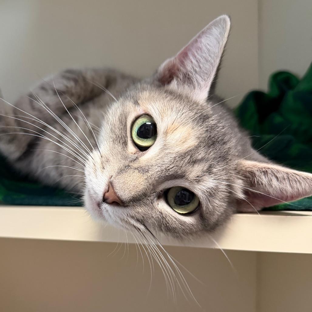 Alabama, a Adoptable Domestic Short Hair in DeKalb, IL image 2/2
