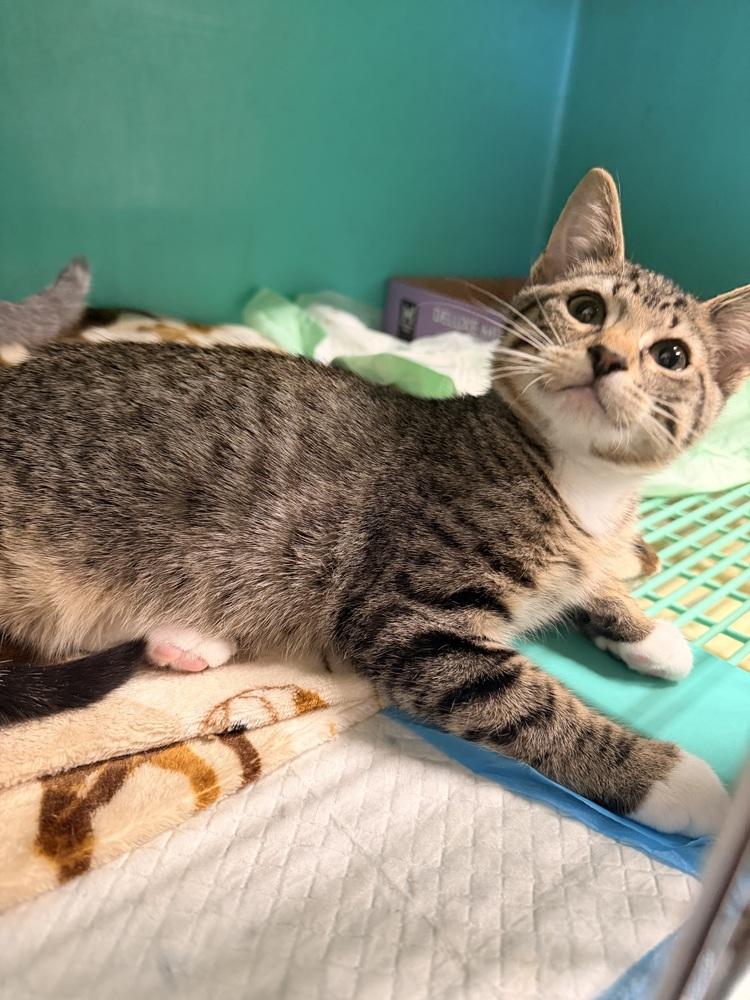 Enlarge **Cat Cafe** Toby, a Adoptable Domestic Short Hair in Topeka, KS image 1/2