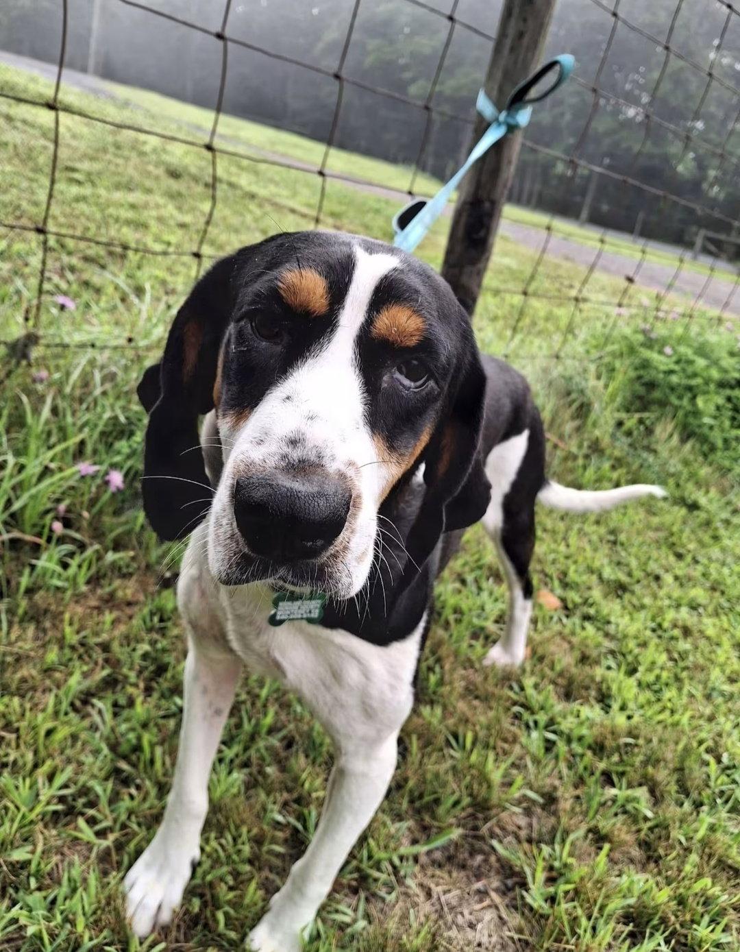 Daisy May, Adoptable, Young Female Treeing Walker Coonhound.