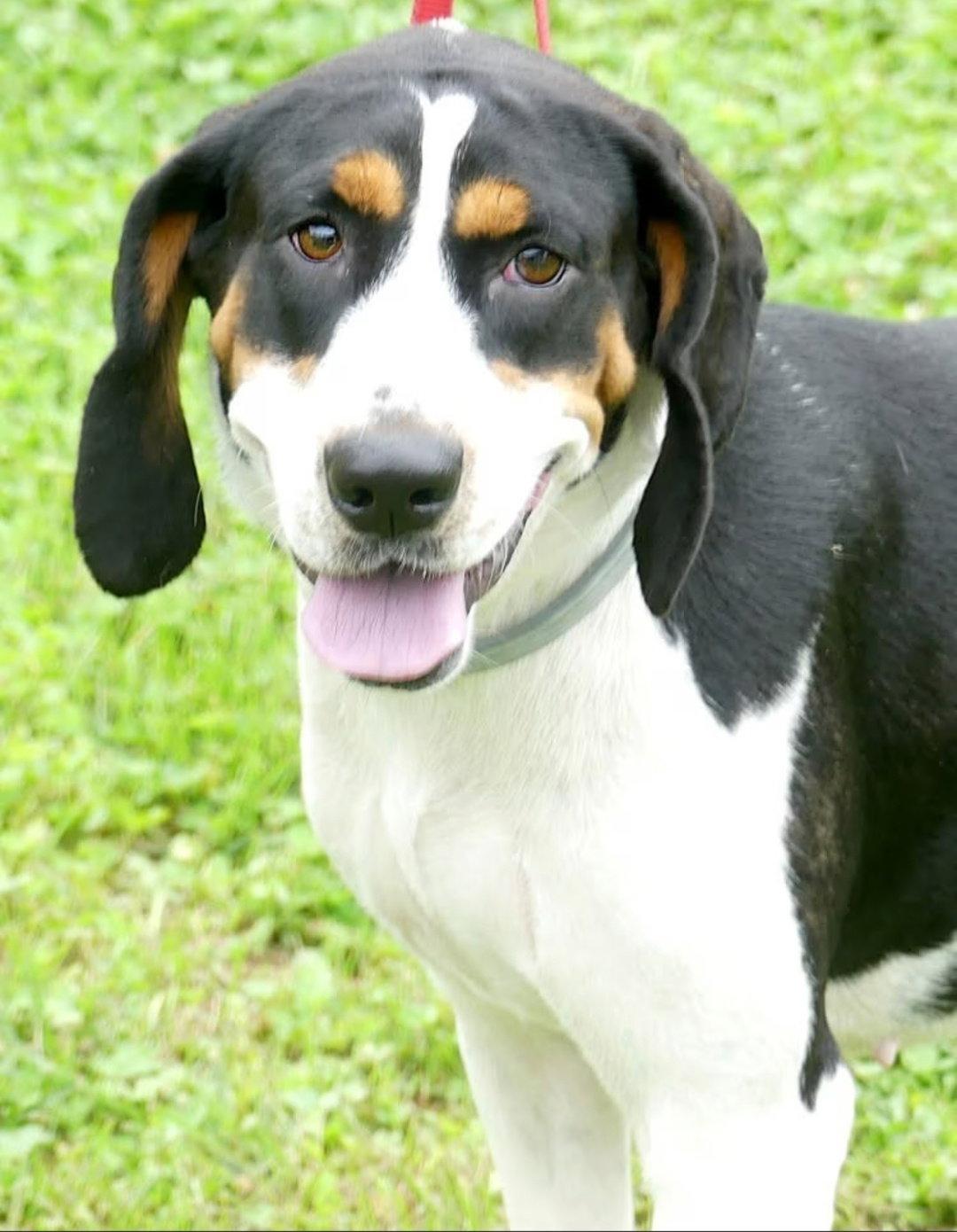 Enlarge Daisy May, a Adoptable Treeing Walker Coonhound in Westminster, MD image 2/3