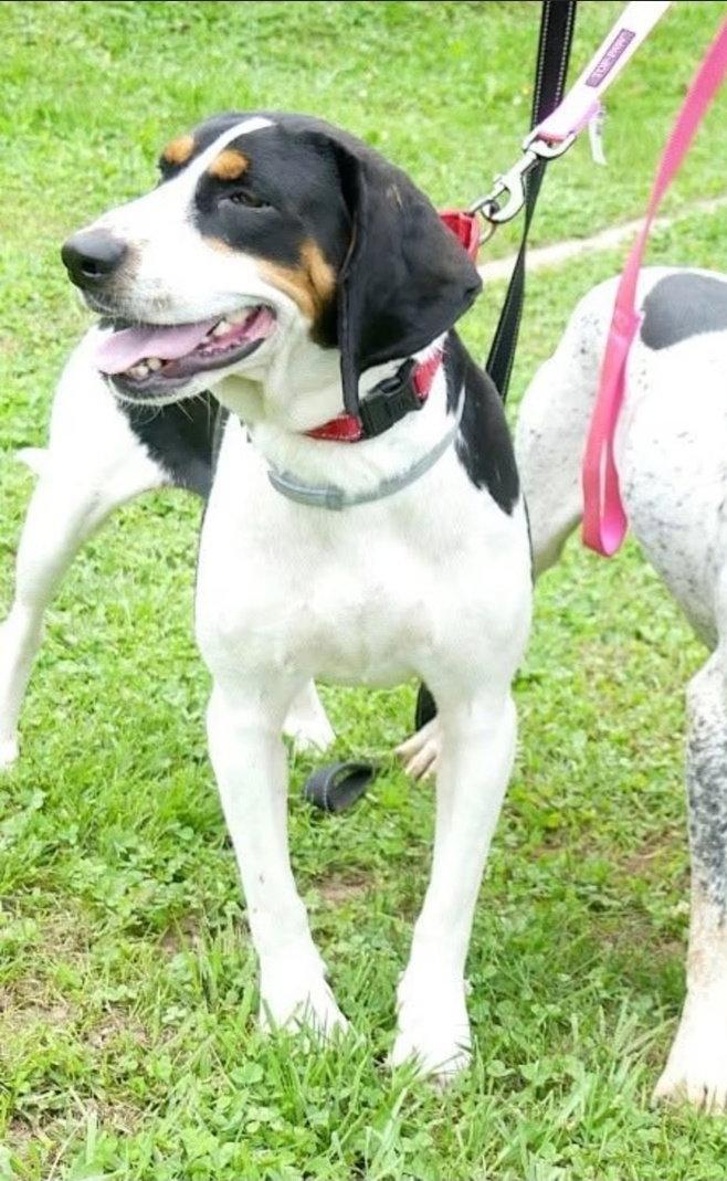 Enlarge Daisy May, a Adoptable Treeing Walker Coonhound in Westminster, MD image 3/3