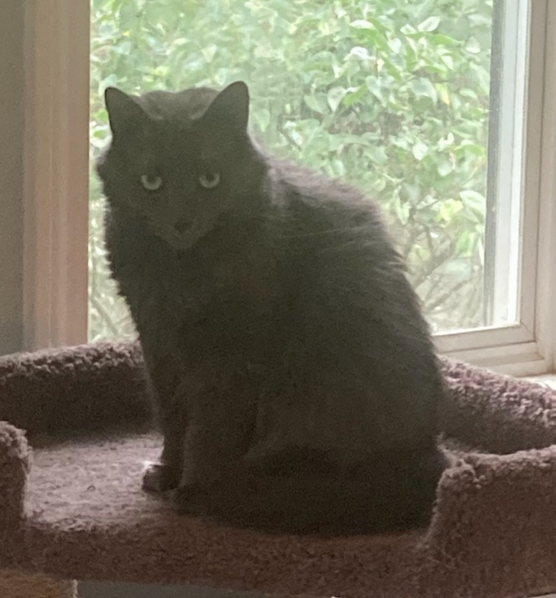 Enlarge Alice, a Adoptable Domestic Short Hair in Peekskill, NY image 1/2