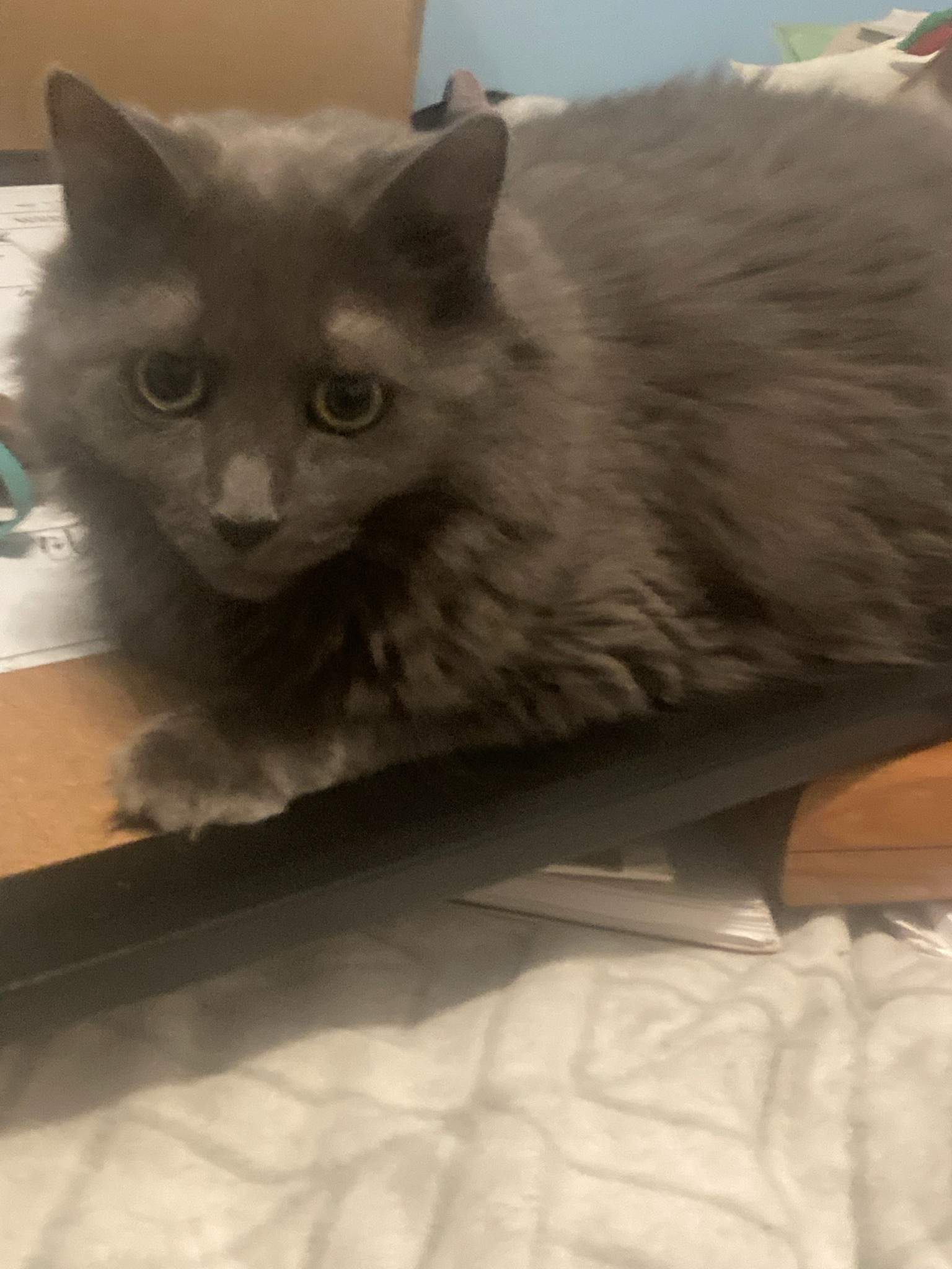 Enlarge Alice, a Adoptable Domestic Short Hair in Peekskill, NY image 2/2