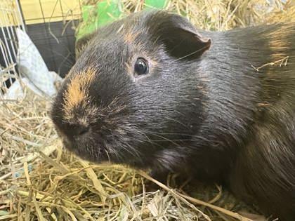 Enlarge Sam, a Adoptable Guinea Pig in Lowell, MA image 1/2