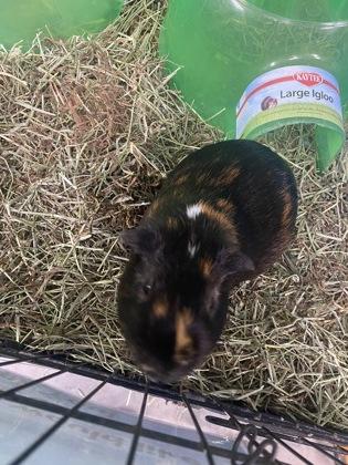 Sam, Adoptable, Adult Male Guinea Pig & Guinea Pig.