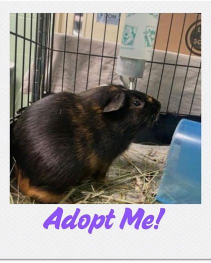 Sam, Adoptable, Adult Male Guinea Pig & Guinea Pig.