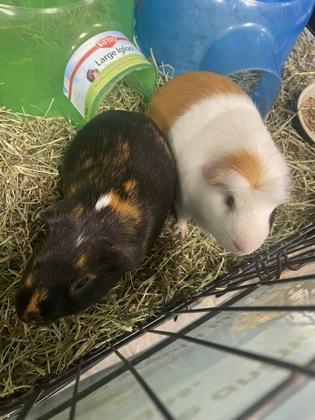 Sam, Adoptable, Adult Male Guinea Pig & Guinea Pig.