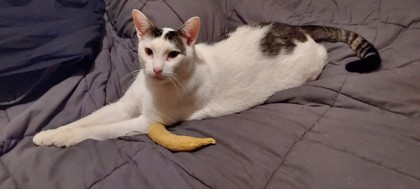 Gilbert Rubble (in foster), an adopted Domestic Short Hair Mix in Wyoming, MN_image-1