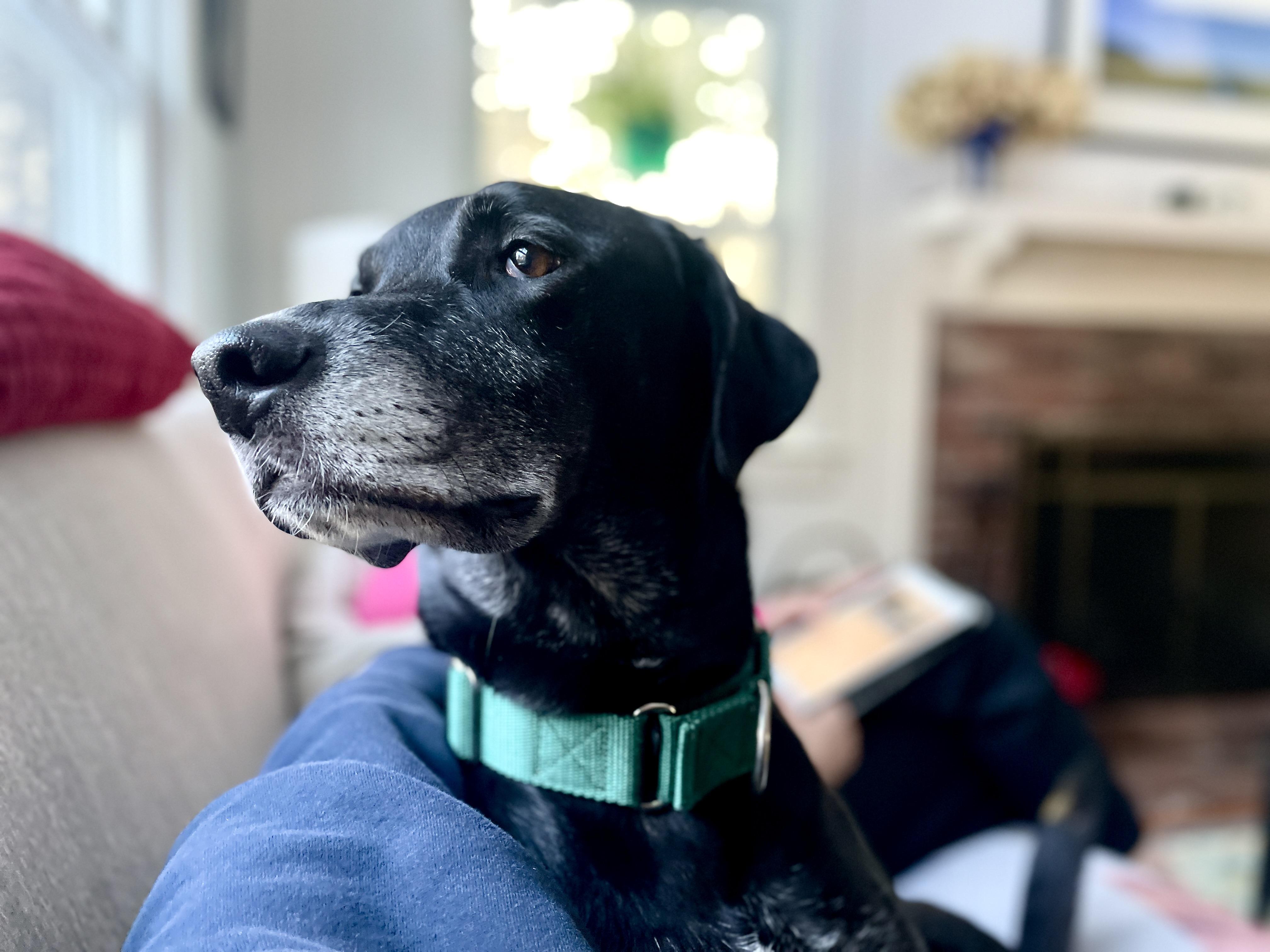 Enlarge Loki, a Adoptable mixed breed in Scituate, MA image 1/6