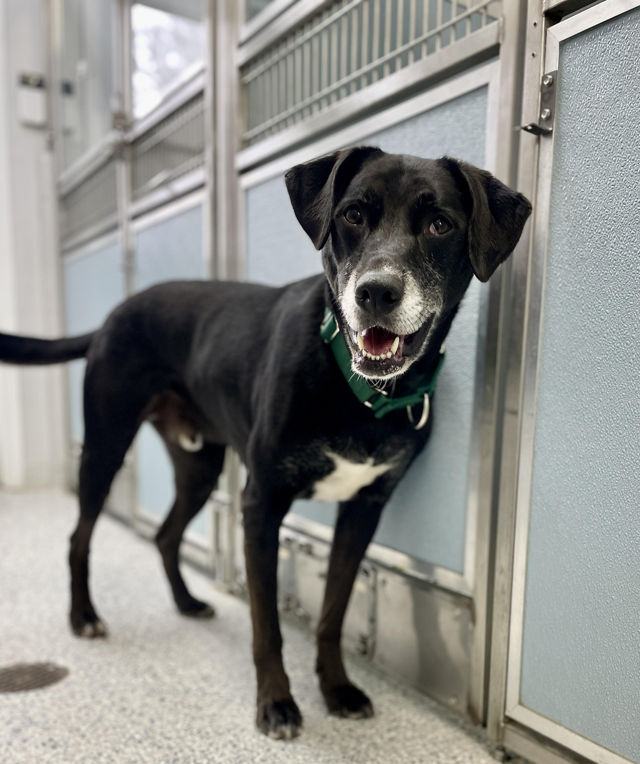 Loki, a Adoptable mixed breed in Scituate, MA image 1/5