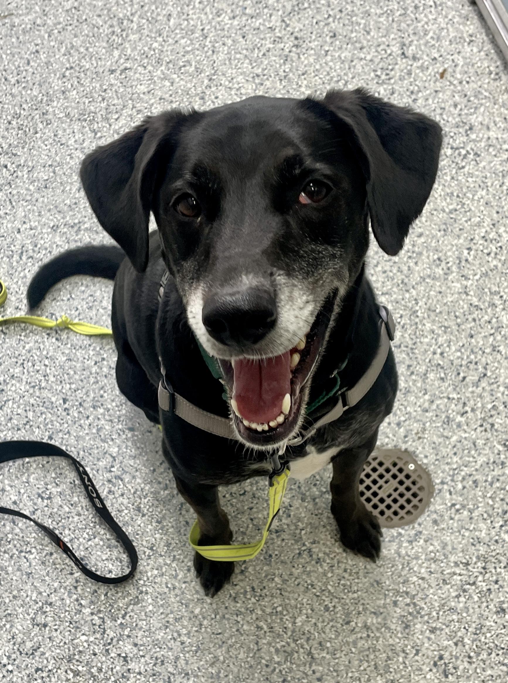 Loki, Adoptable, Adult Male Labrador Retriever & Hound.