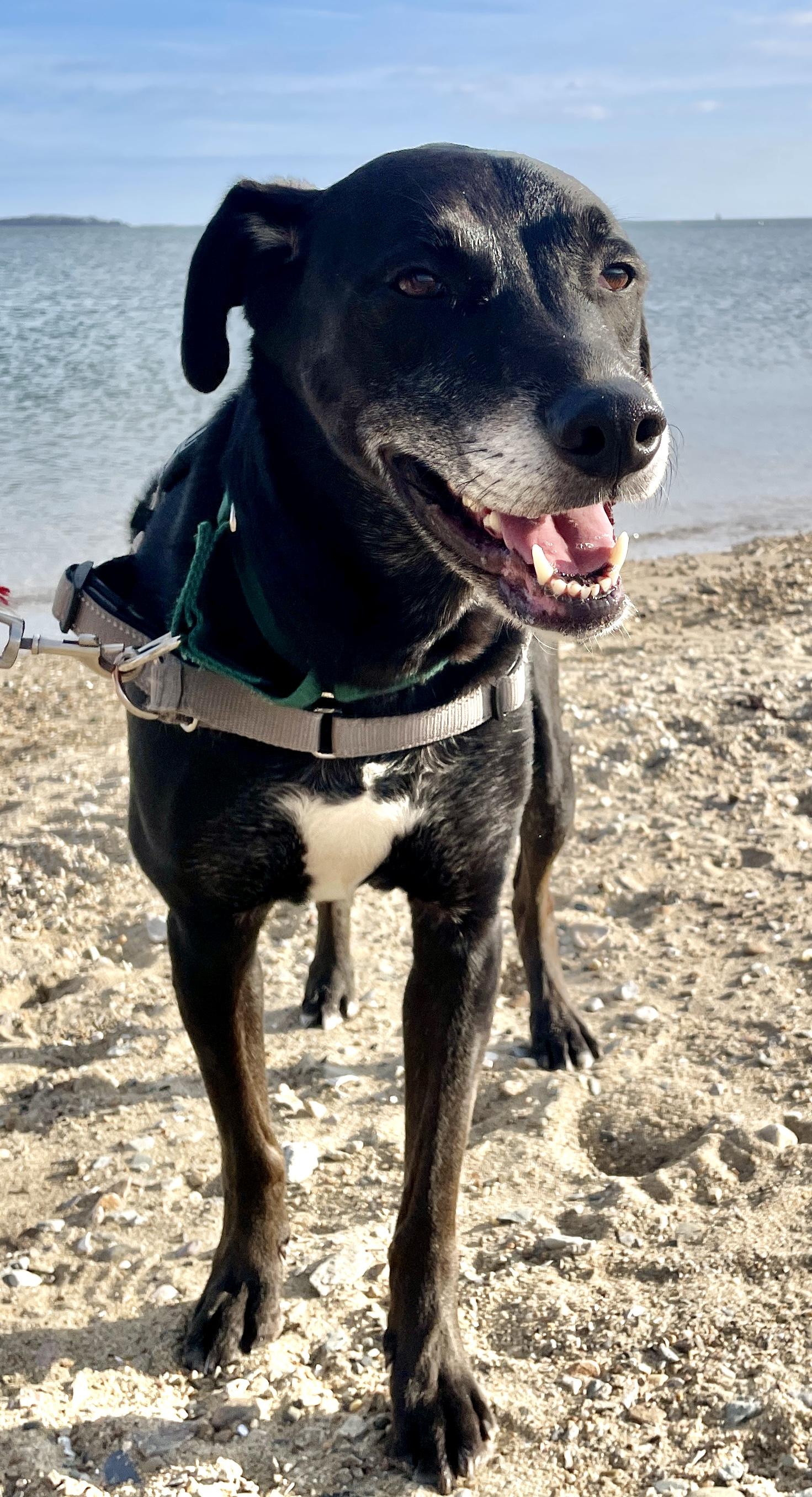 Enlarge Loki, a Adoptable mixed breed in Scituate, MA image 2/6
