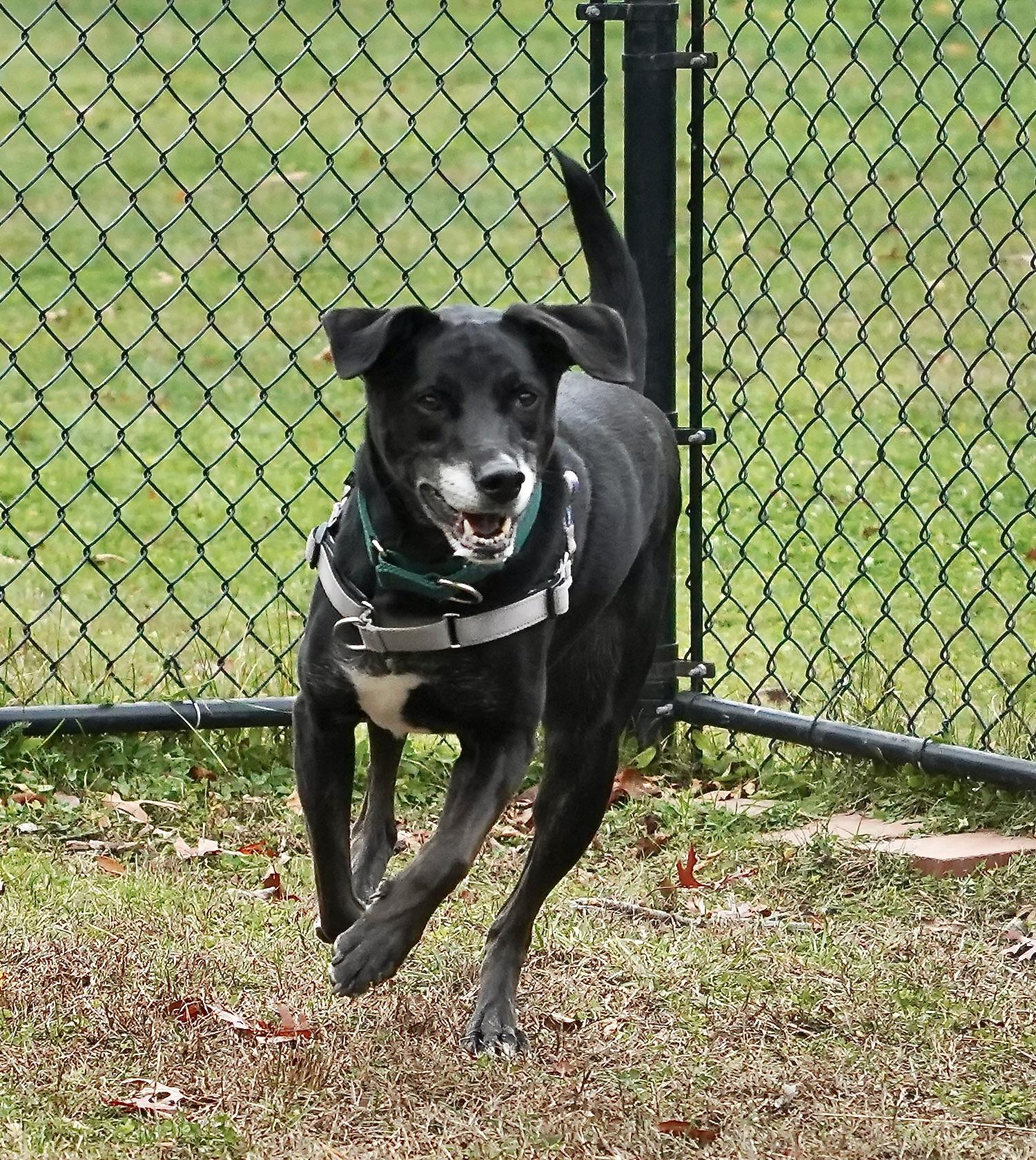 Loki, a Adoptable mixed breed in Scituate, MA image 3/5