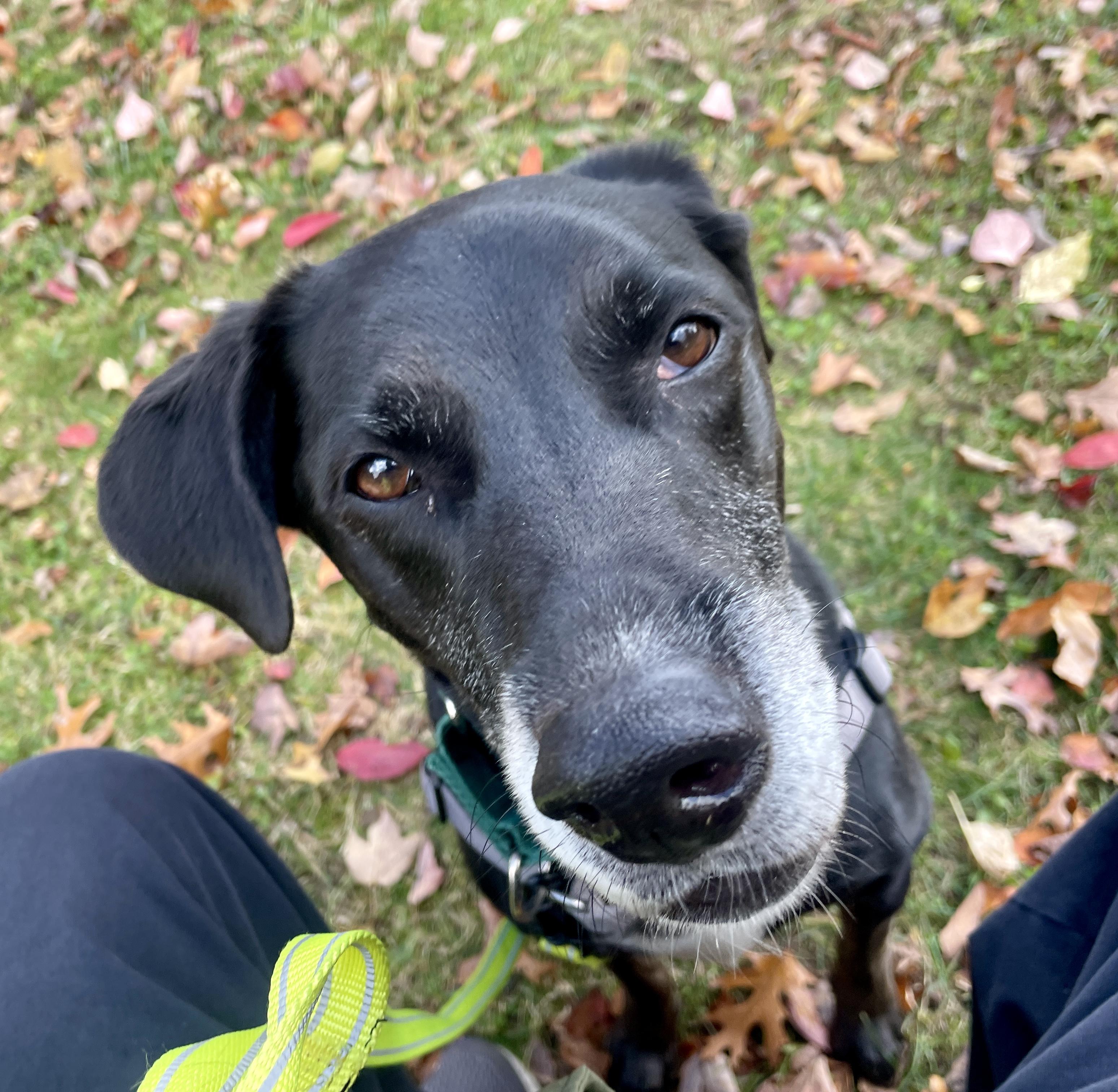 Loki, a Adoptable mixed breed in Scituate, MA image 5/5