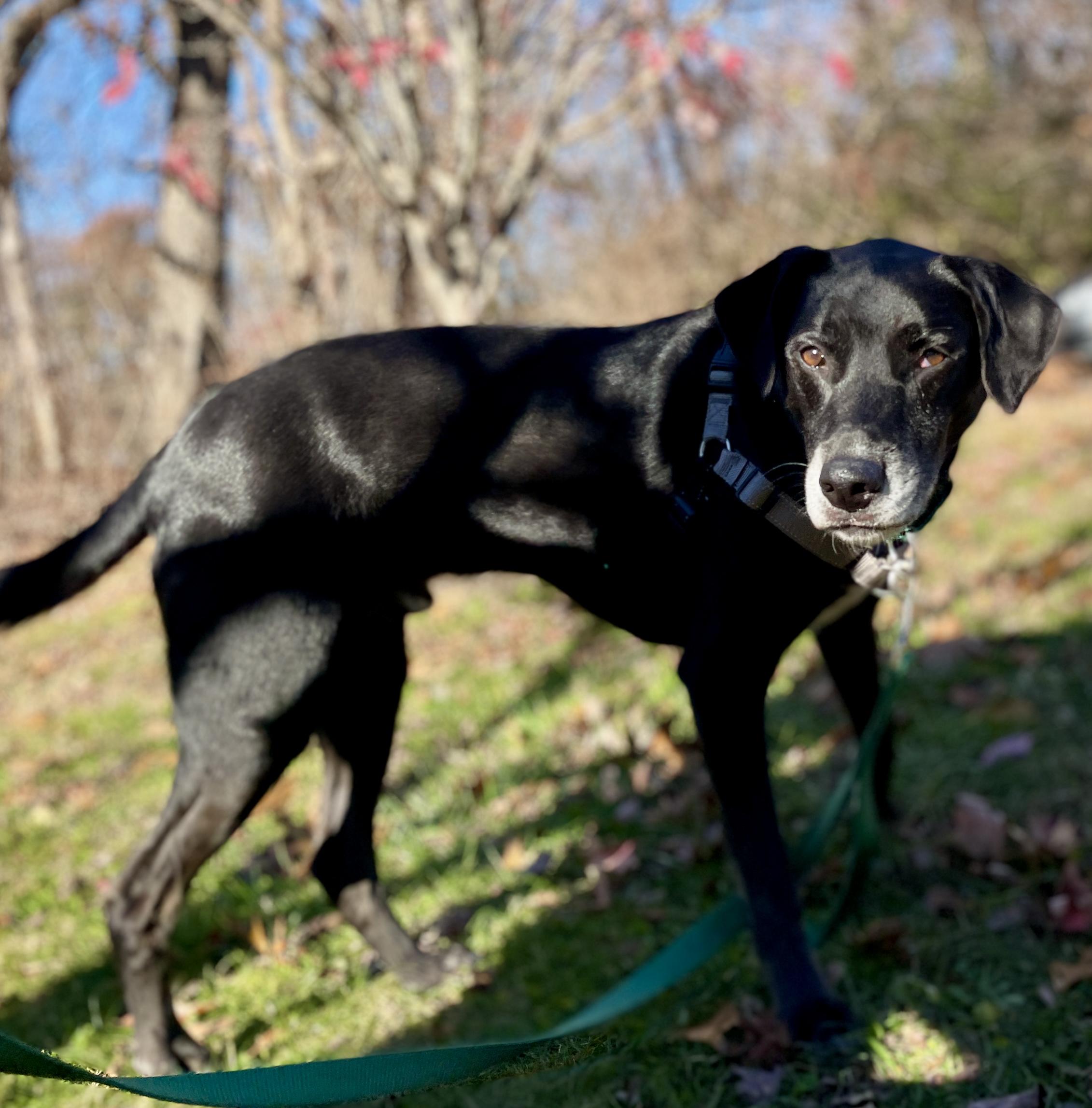 Loki, Adoptable, Adult Male Labrador Retriever & Hound.