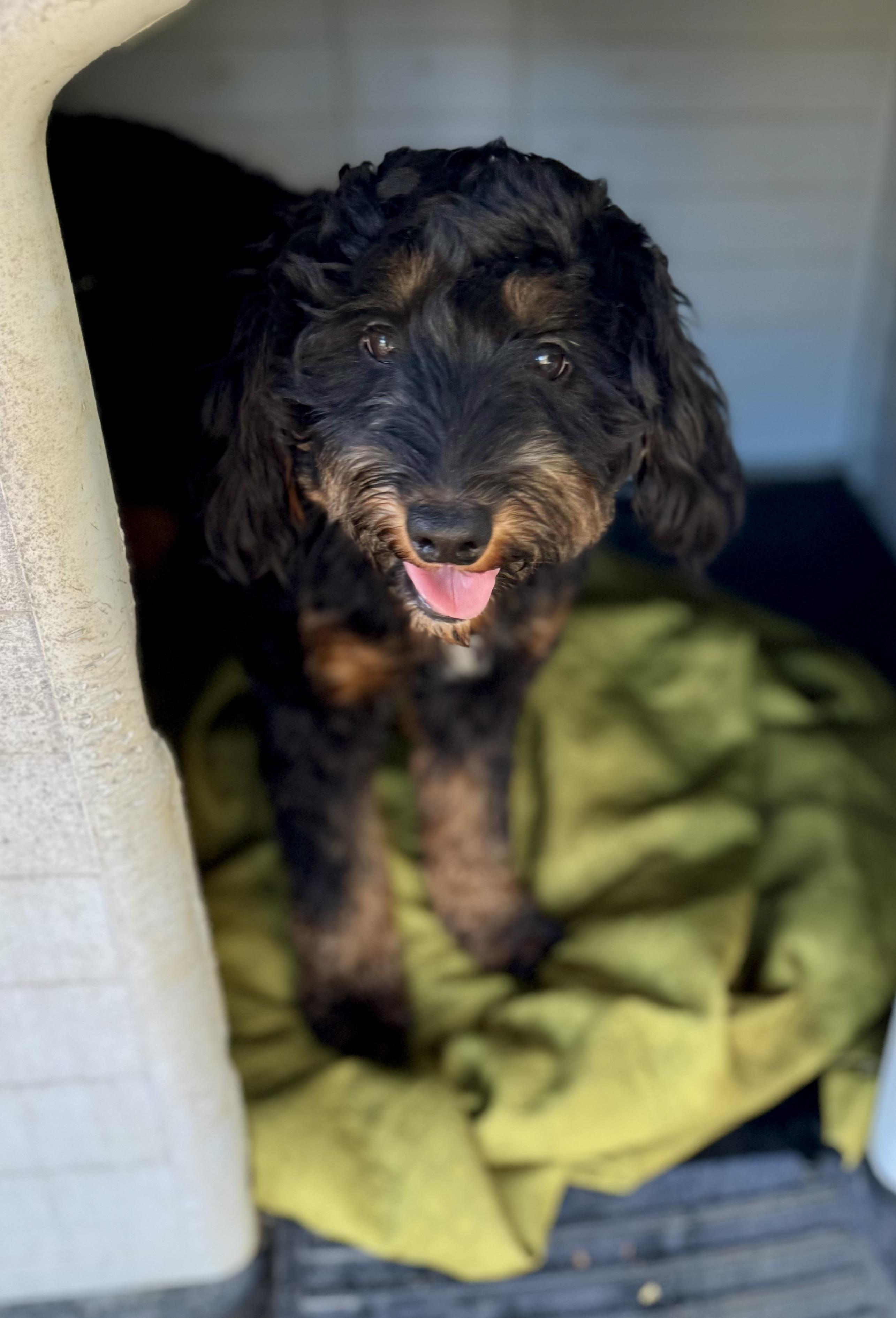 Rebecca, Adoptable, Young Female Aussiedoodle.