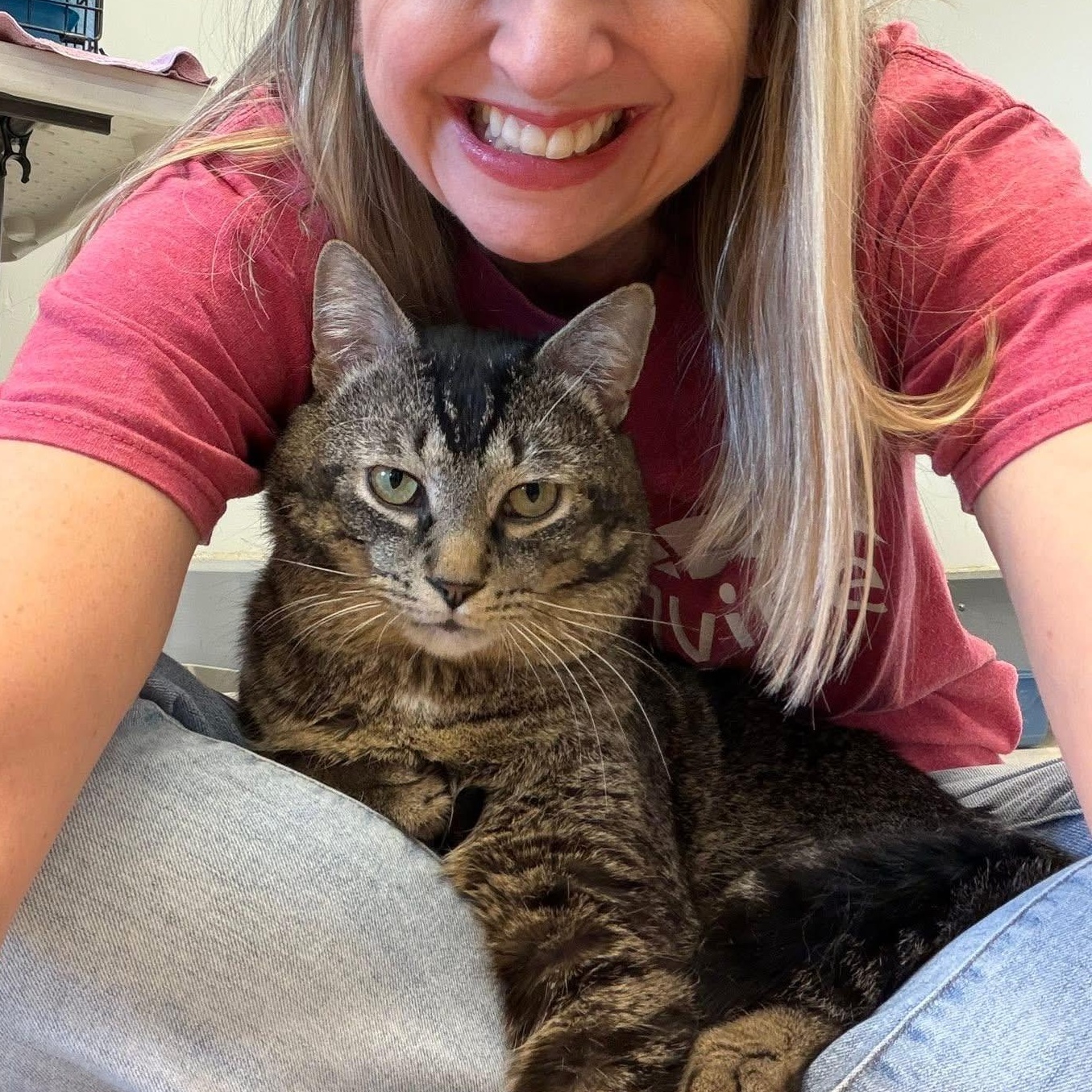 Curran, a ADOPTABLE Domestic Short Hair in Cincinnati, OH image 1/6