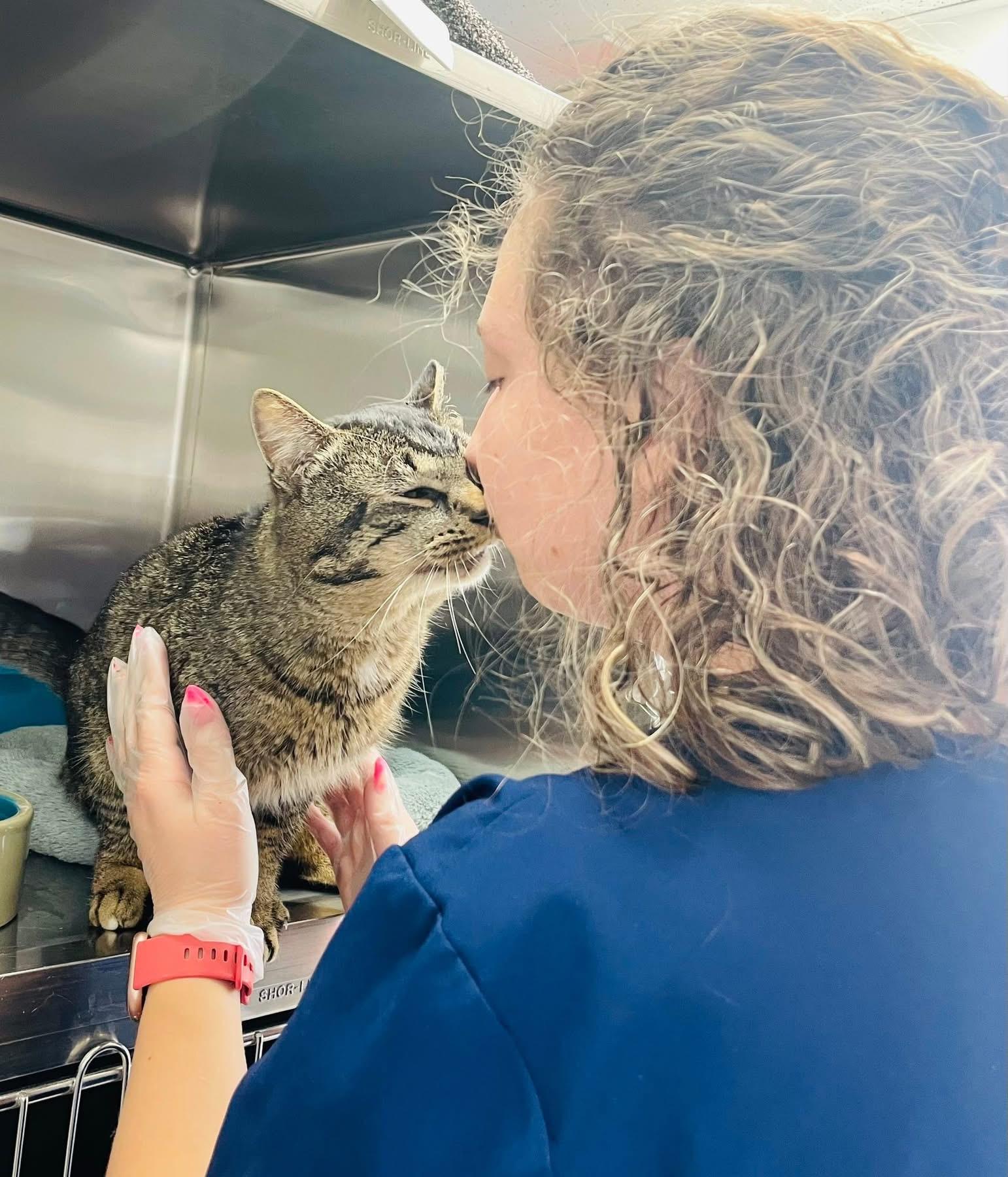Curran, a ADOPTABLE Domestic Short Hair in Cincinnati, OH image 6/6