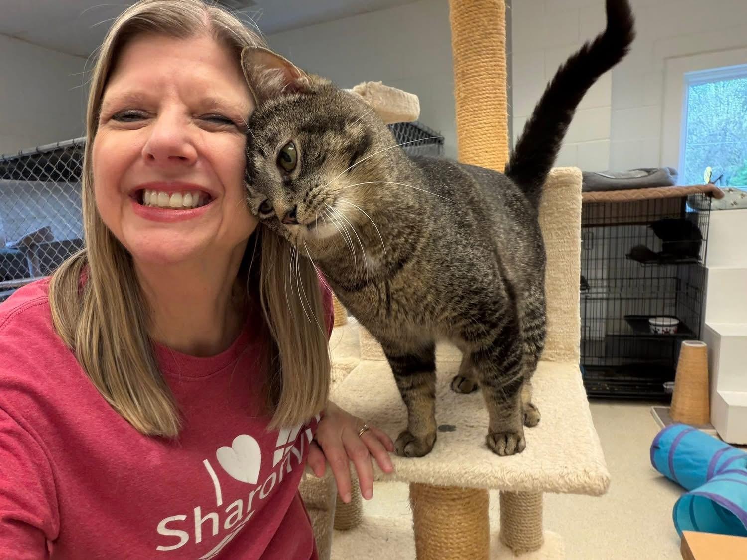 Curran, a ADOPTABLE Domestic Short Hair in Cincinnati, OH image 4/6