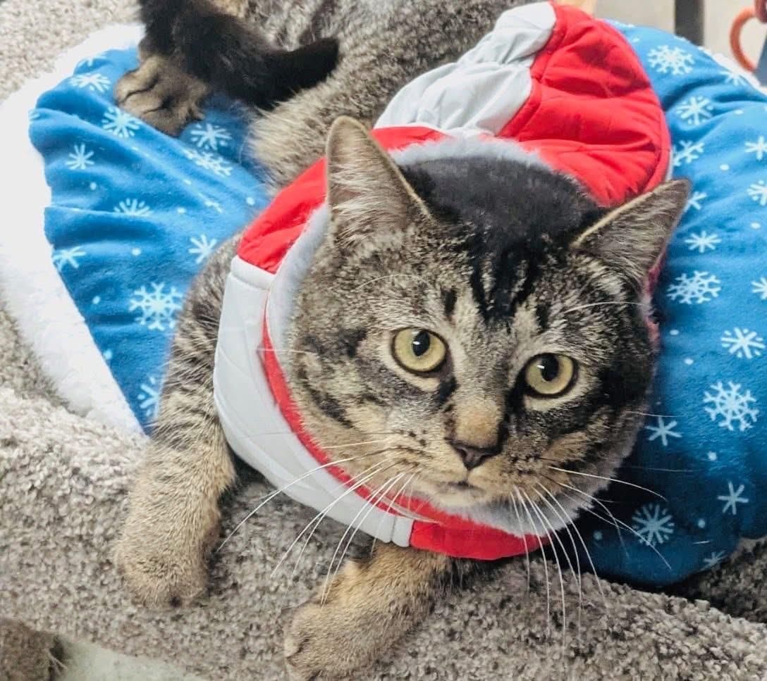 Curran, a ADOPTABLE Domestic Short Hair in Cincinnati, OH image 5/6