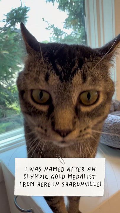 Enlarge Curran, a ADOPTABLE Domestic Short Hair in Cincinnati, OH video 3/6