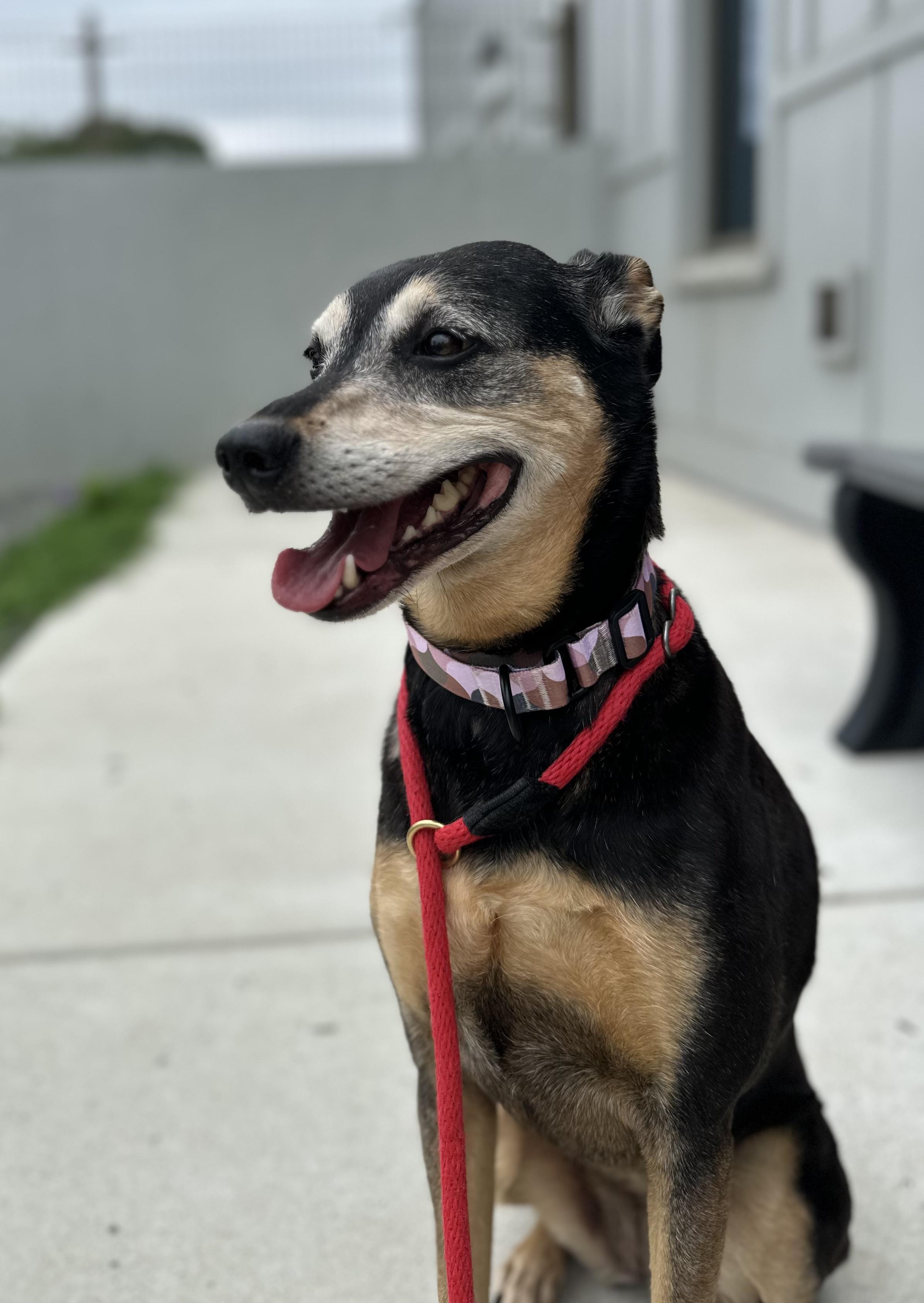 Zoe (ID 52175), a ADOPTABLE mixed breed in Manassas, VA image 2/2