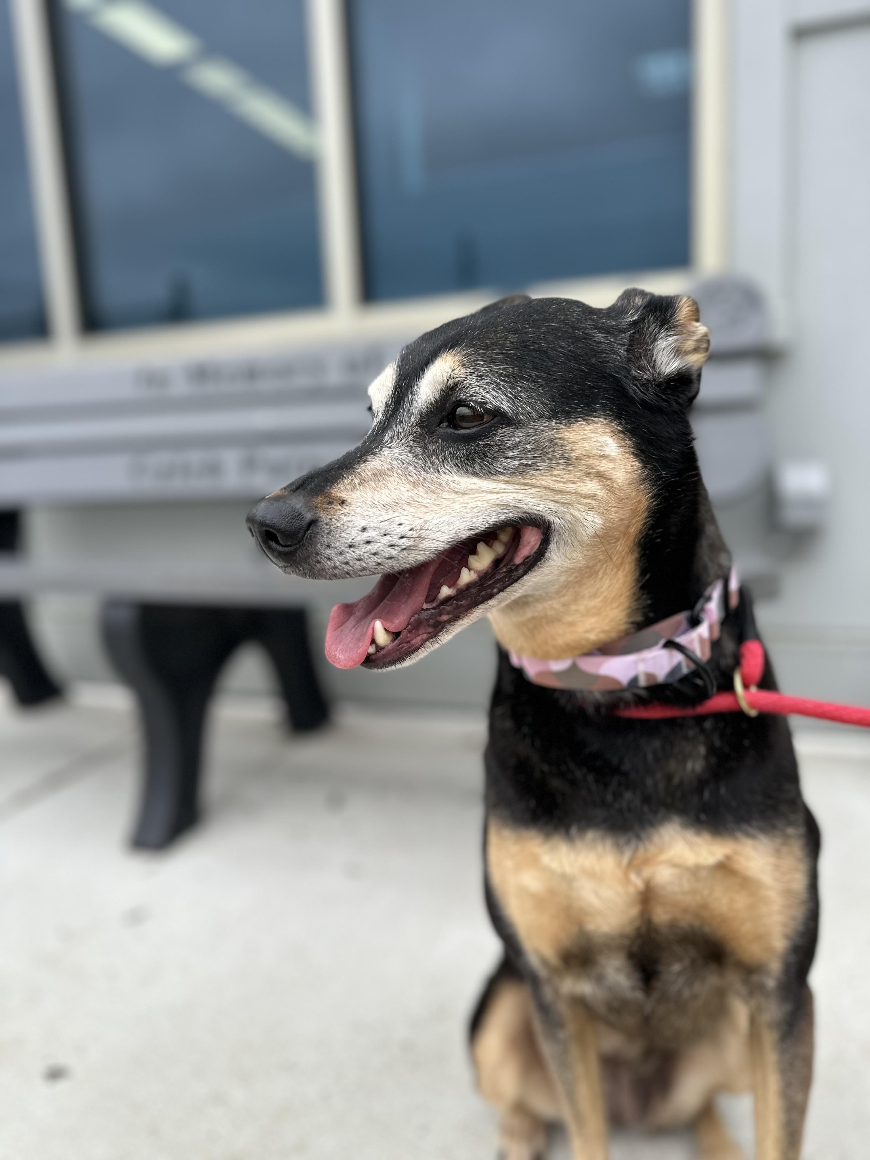 Zoe (ID 52175), ADOPTABLE, Adult Female Doberman Pinscher & Hound.