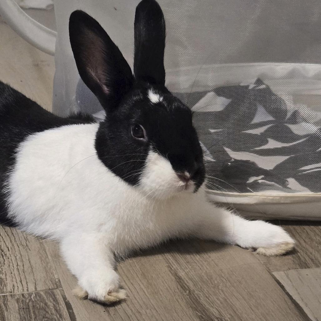 Enlarge Zoey, a Adoptable Dutch in Miami, FL image 1/1