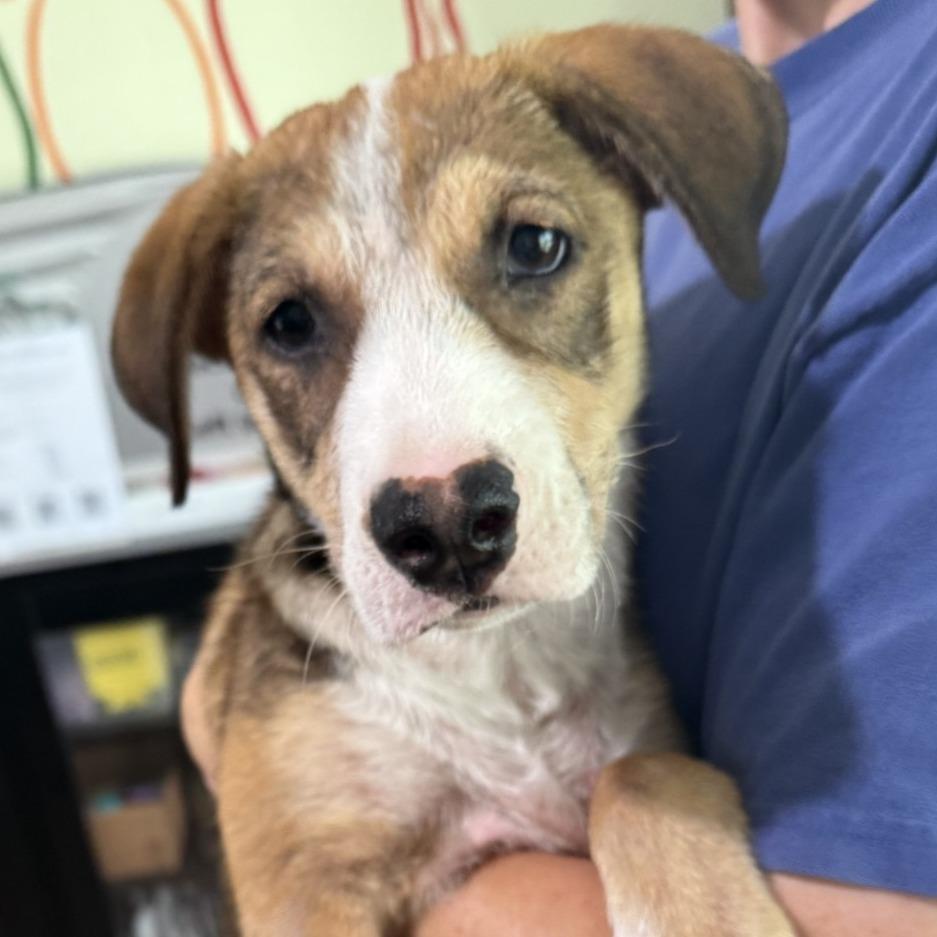 Enlarge Penne, a Adoptable mixed breed in San Antonio, TX image 1/6