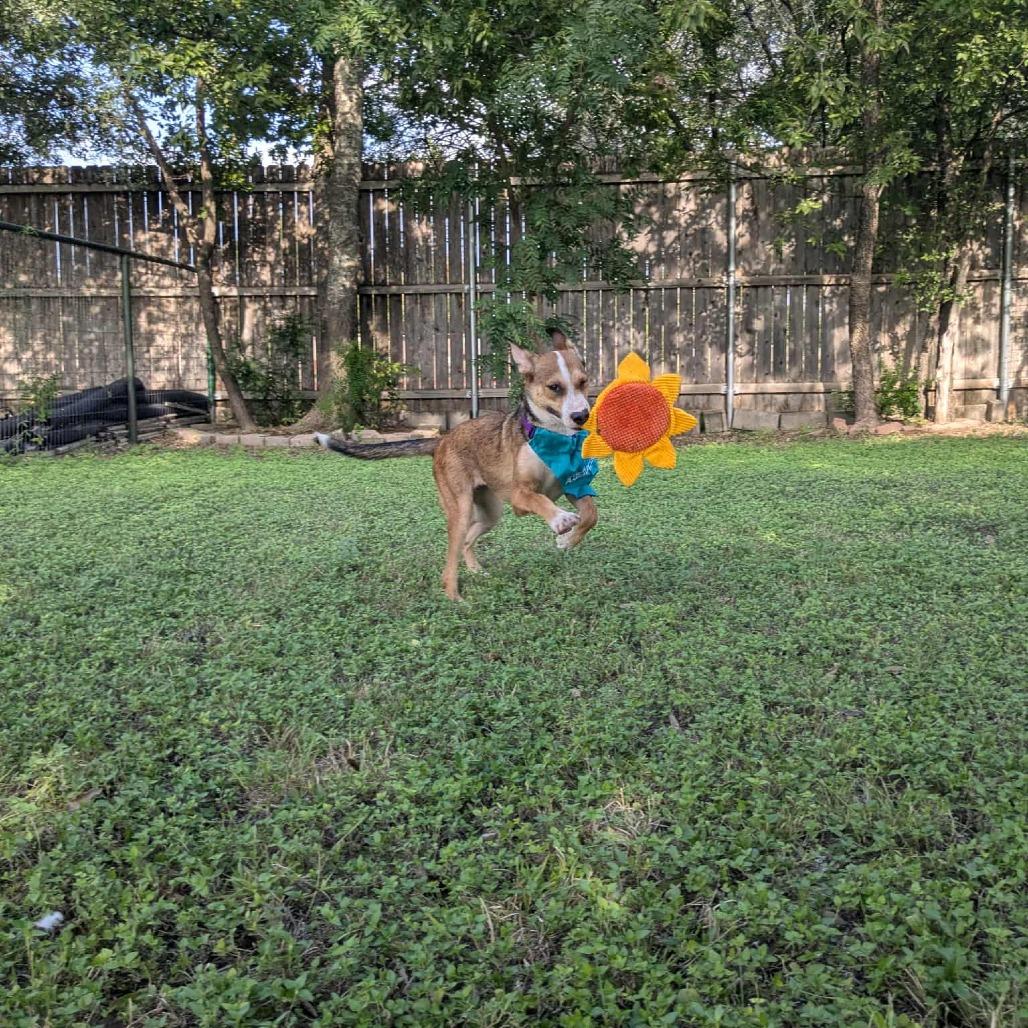 Enlarge Penne, a Adoptable mixed breed in San Antonio, TX image 2/6